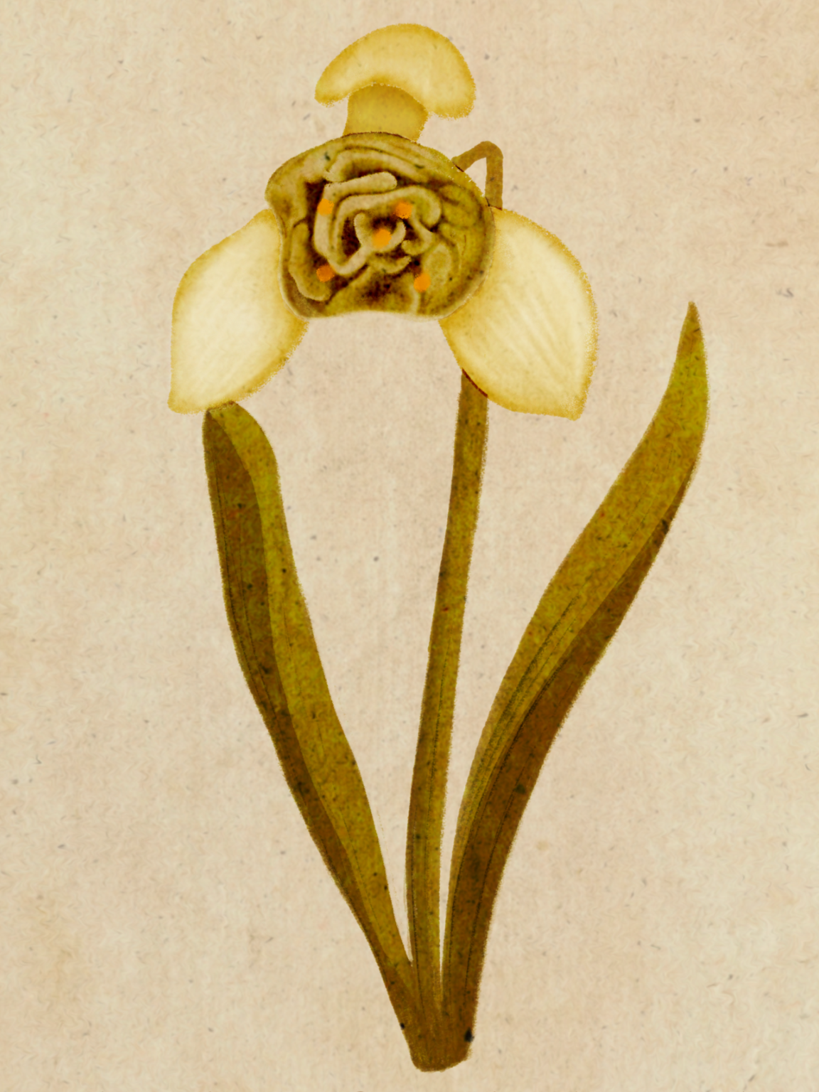 brownish, green and stylized single snowdrop with three whitish yellow hued petals and contrasting parts.