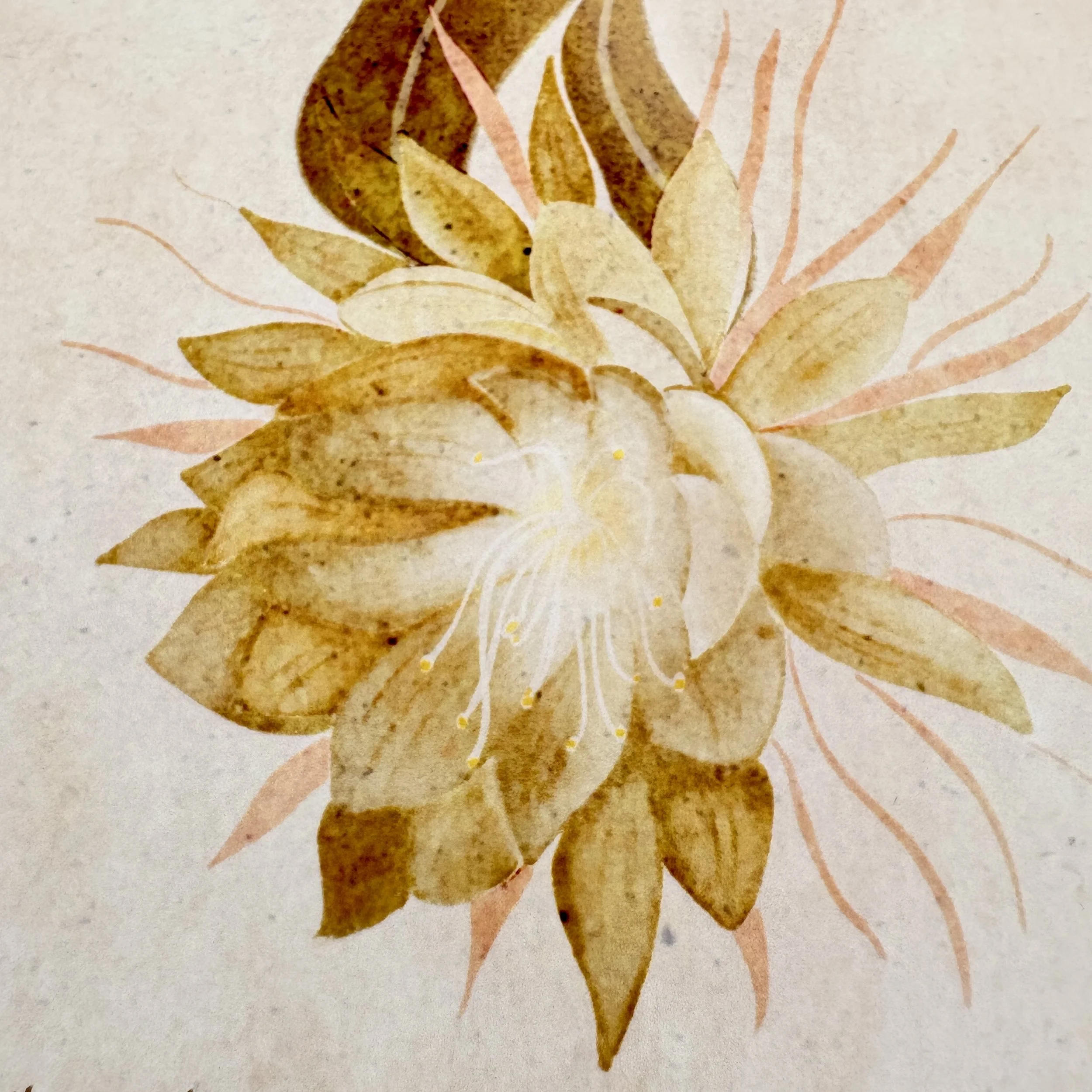 Fern Leaf Cactus: Meaning, Symbolism, and Botanical Facts