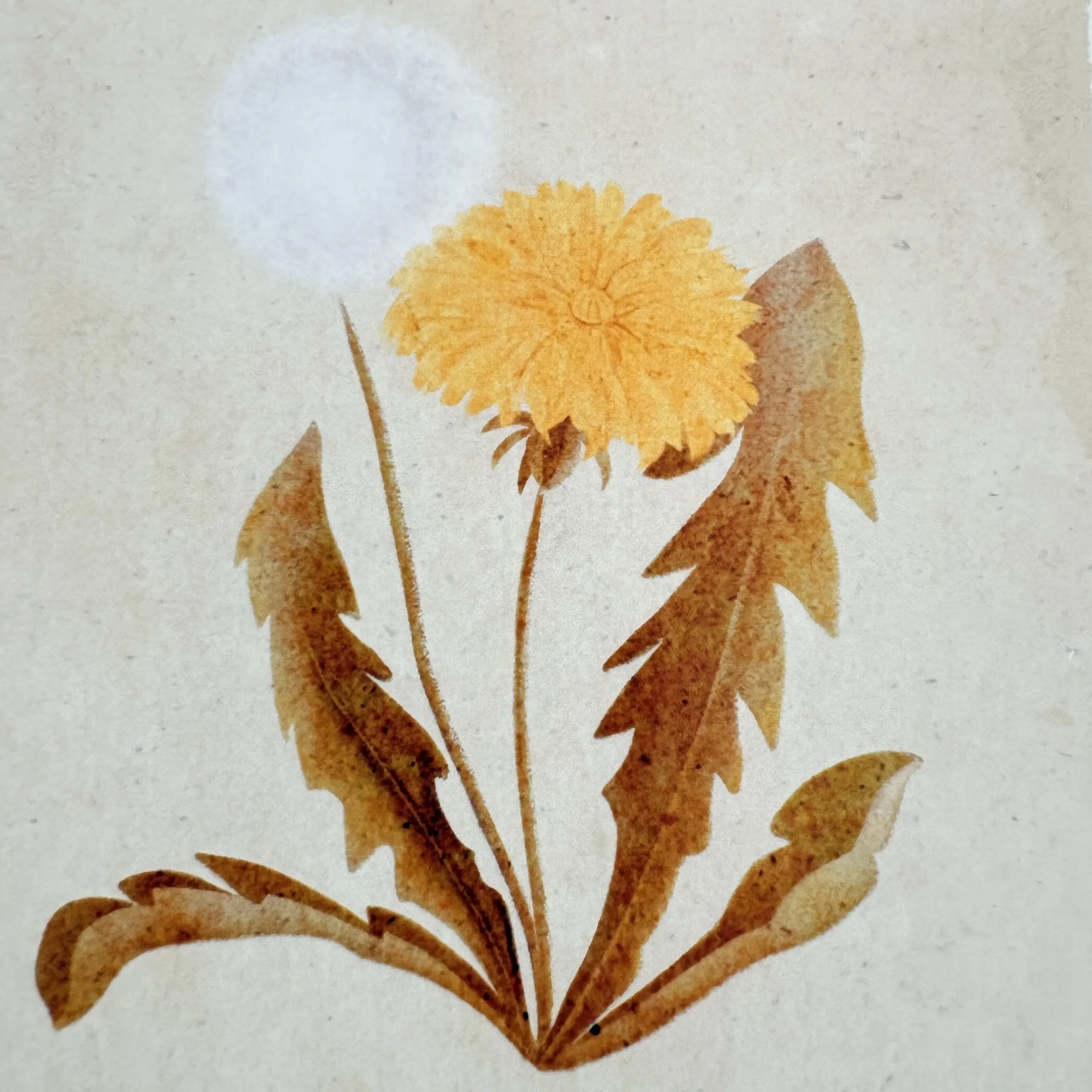 contrasted sepia hues dandelion with brownish orange leaves, an orange dandelion head and white puff ball
