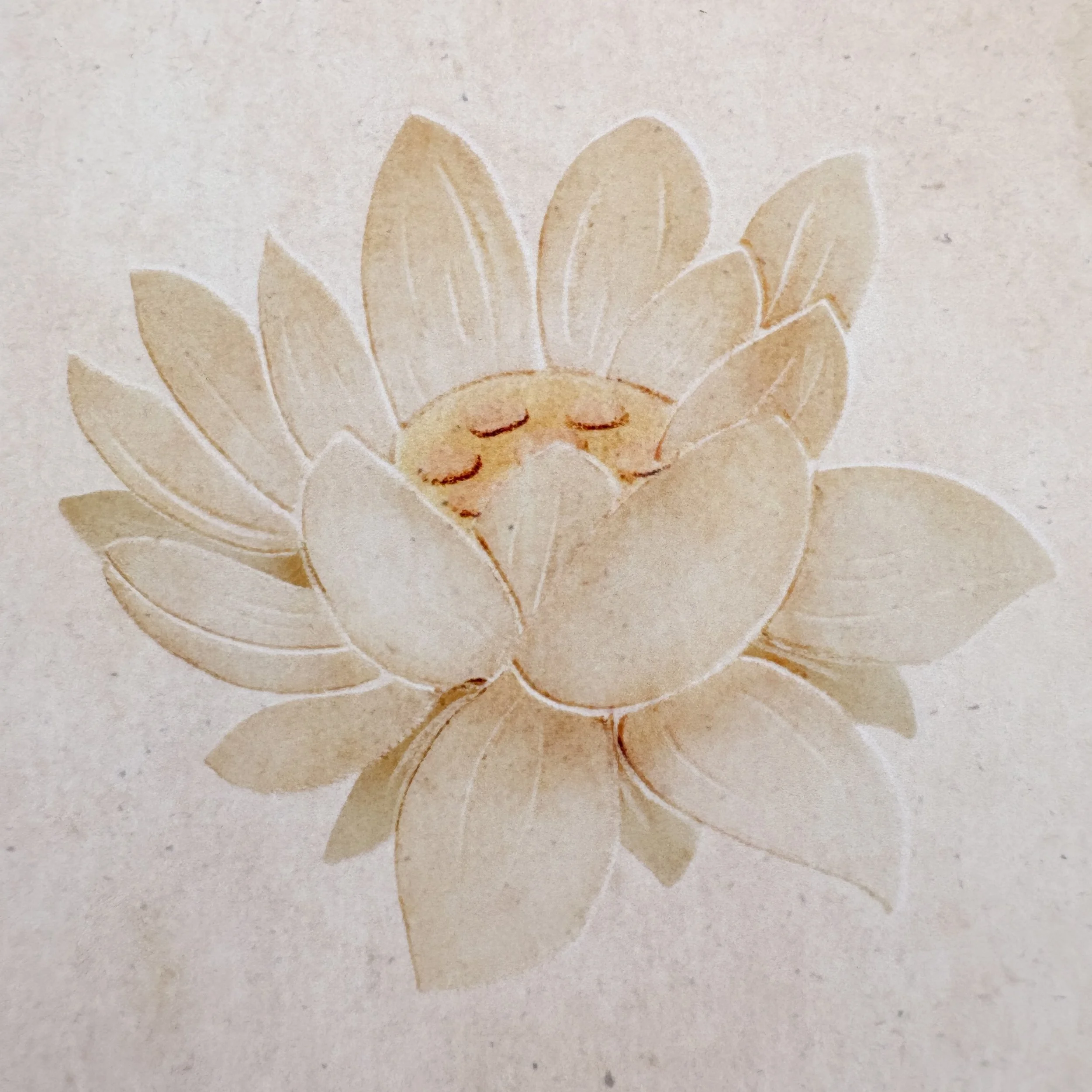 Nelumbo nucifera (Sacred Lotus): Meaning, Symbolism, and Botanical Facts