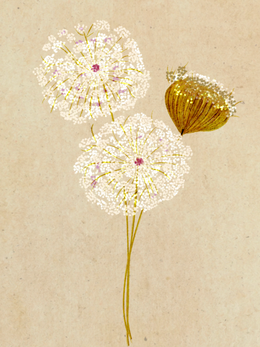 2 stylized queen Anne's lace flowers with violet red dot in center and  contrasting bulb side view of one in greenish brown hues set on a beige textured background.