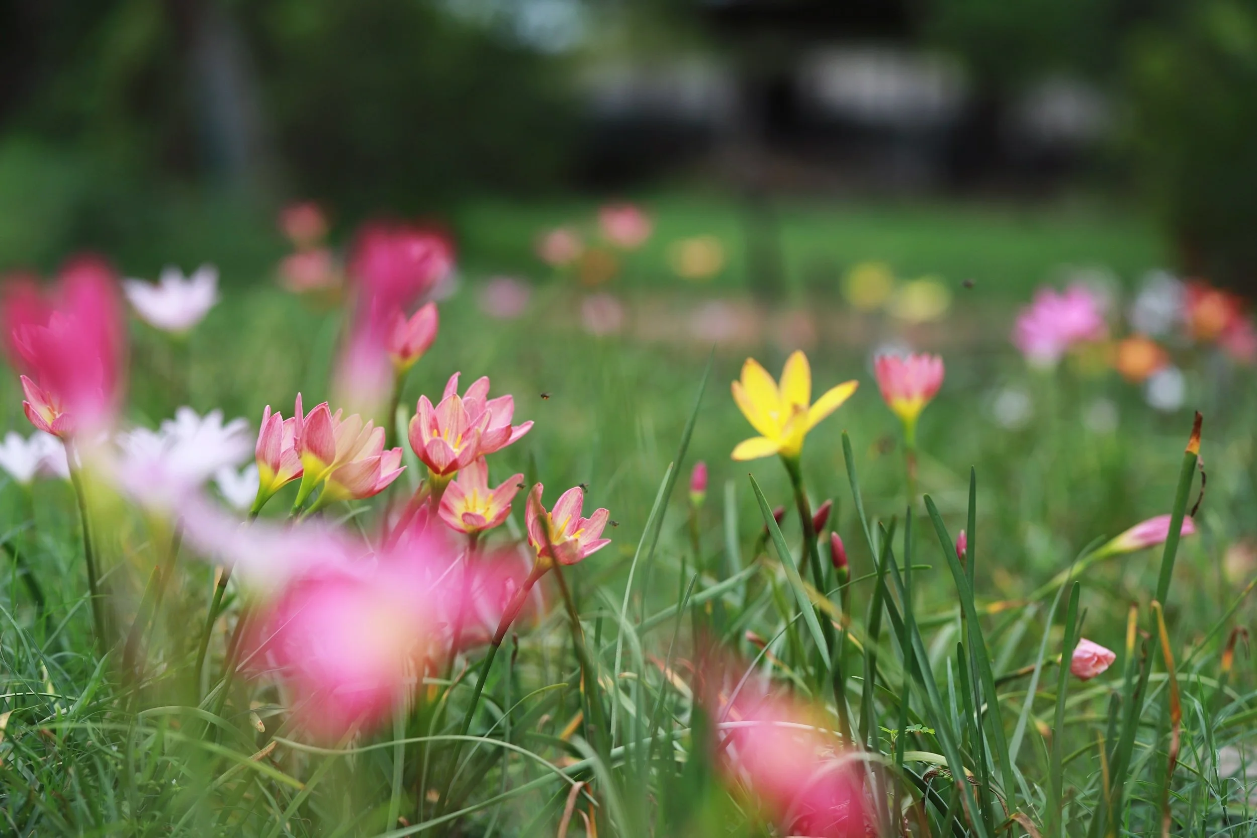 Wild Flower / Grass Blend