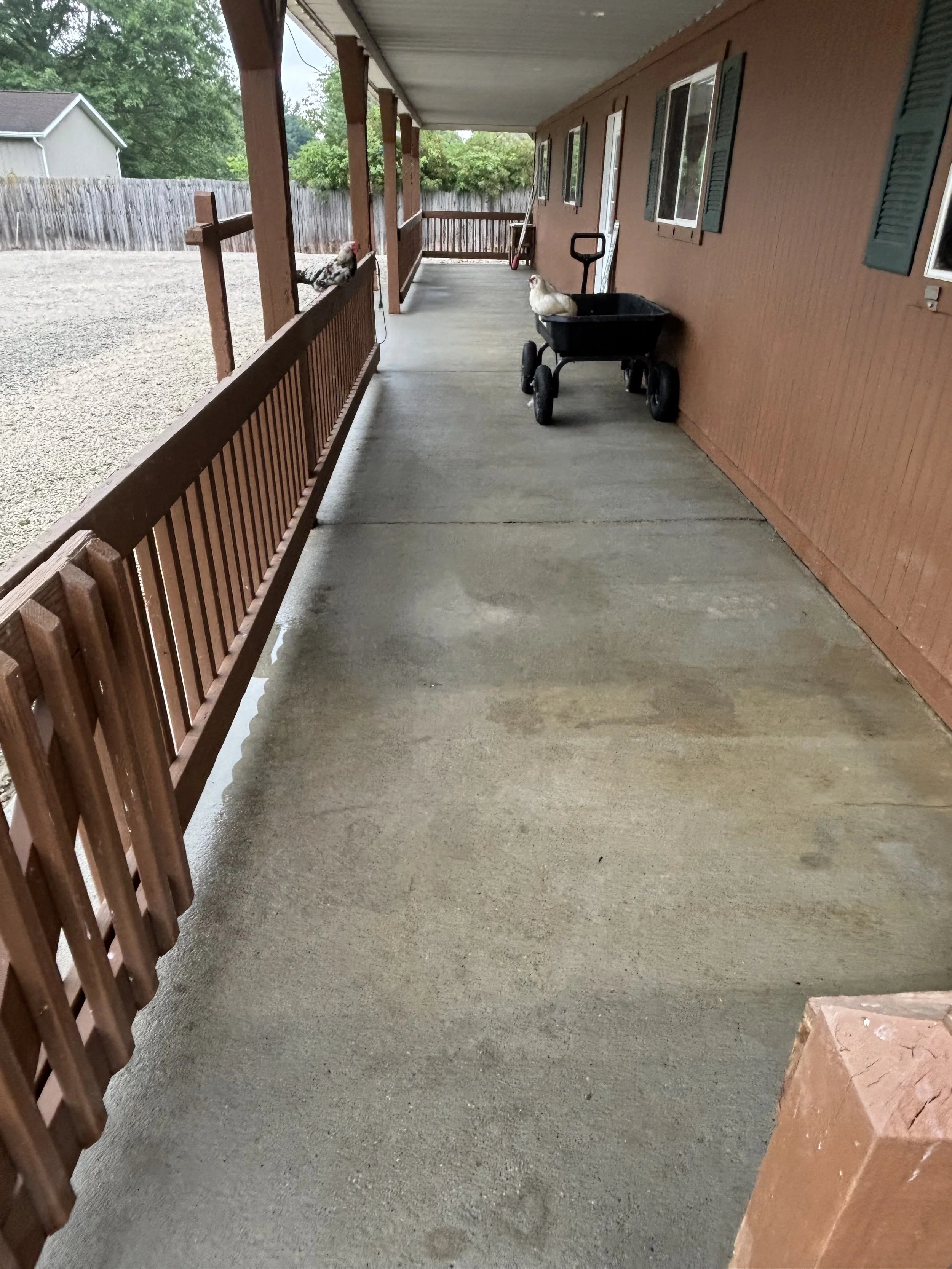 A porch with a concrete floor, a brown wooden railing, and a brown house wall with several windows and blue shutters. There is a black wagon with a chicken sitting in it, and another chicken standing on the porch railing. In the background, trees and