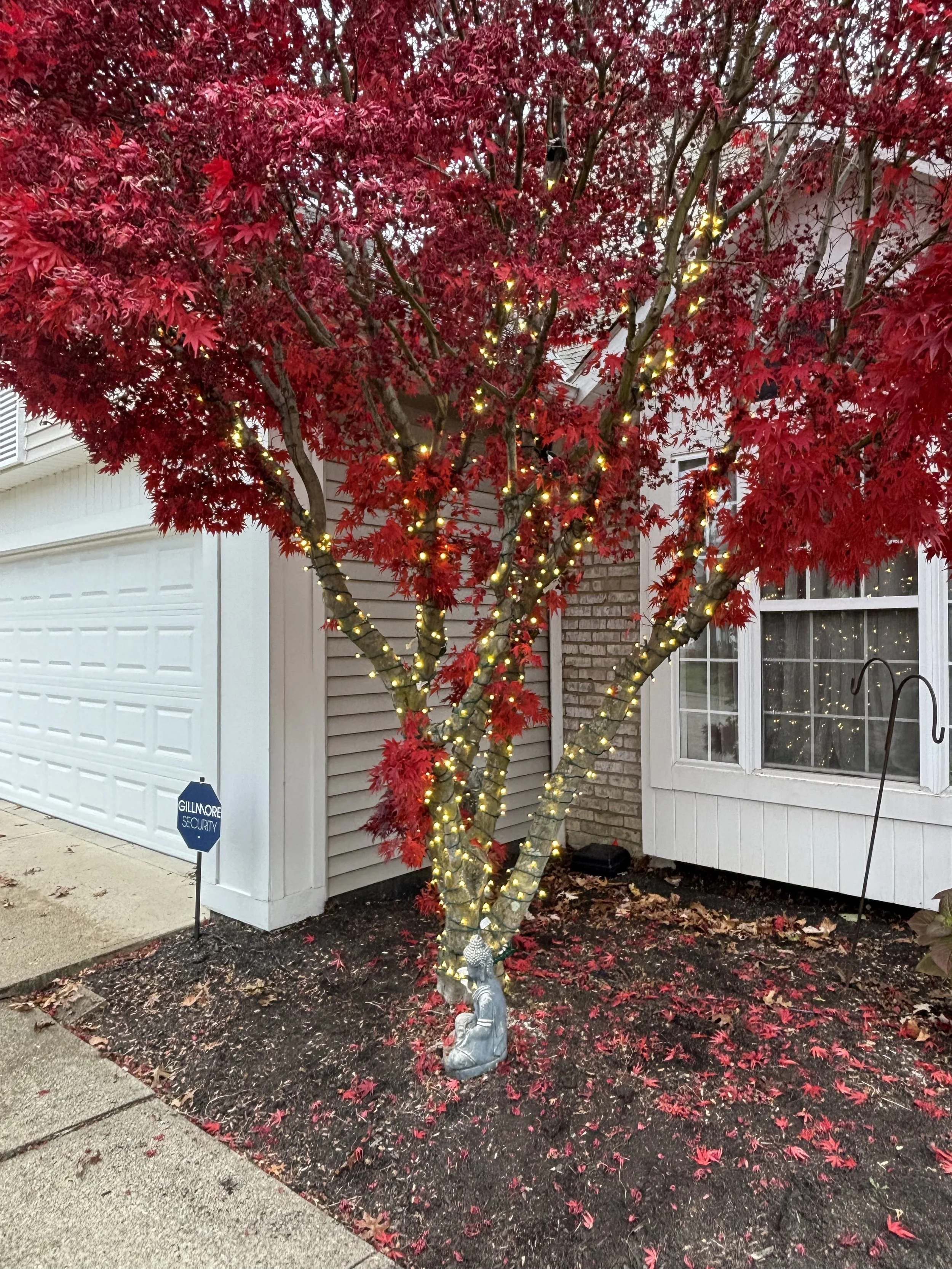 Decorated red-leafed tree with string lights and a small garden statue in front of a house with white siding and windows