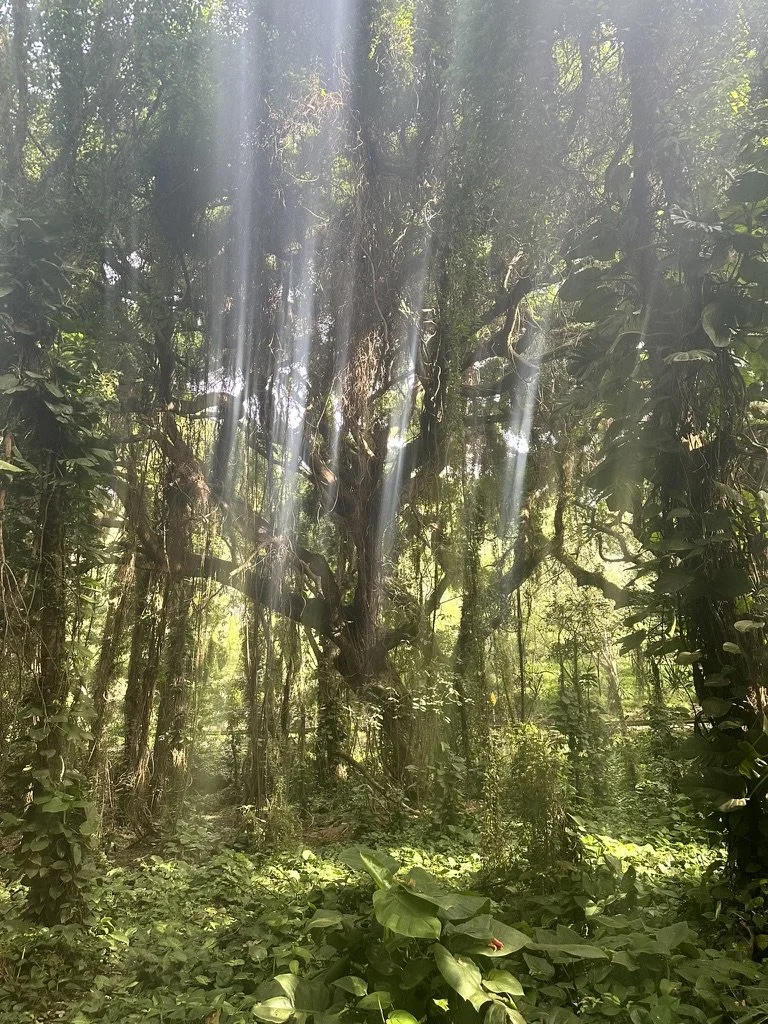 7DC91218-4E33-4A18-84C6-EEBC19C98A6E_1_105_c.jpeg