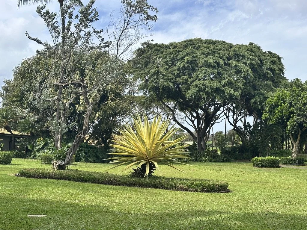 8B8BC4C9-B8E9-4A84-8947-F010F14DD1A7_1_105_c.jpeg