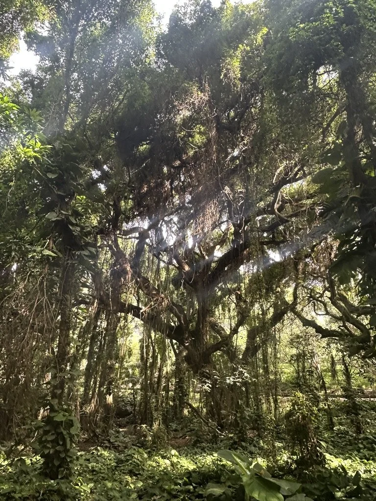 A099A81A-CA03-4504-AE6B-44BFF8C08745_1_105_c.jpeg