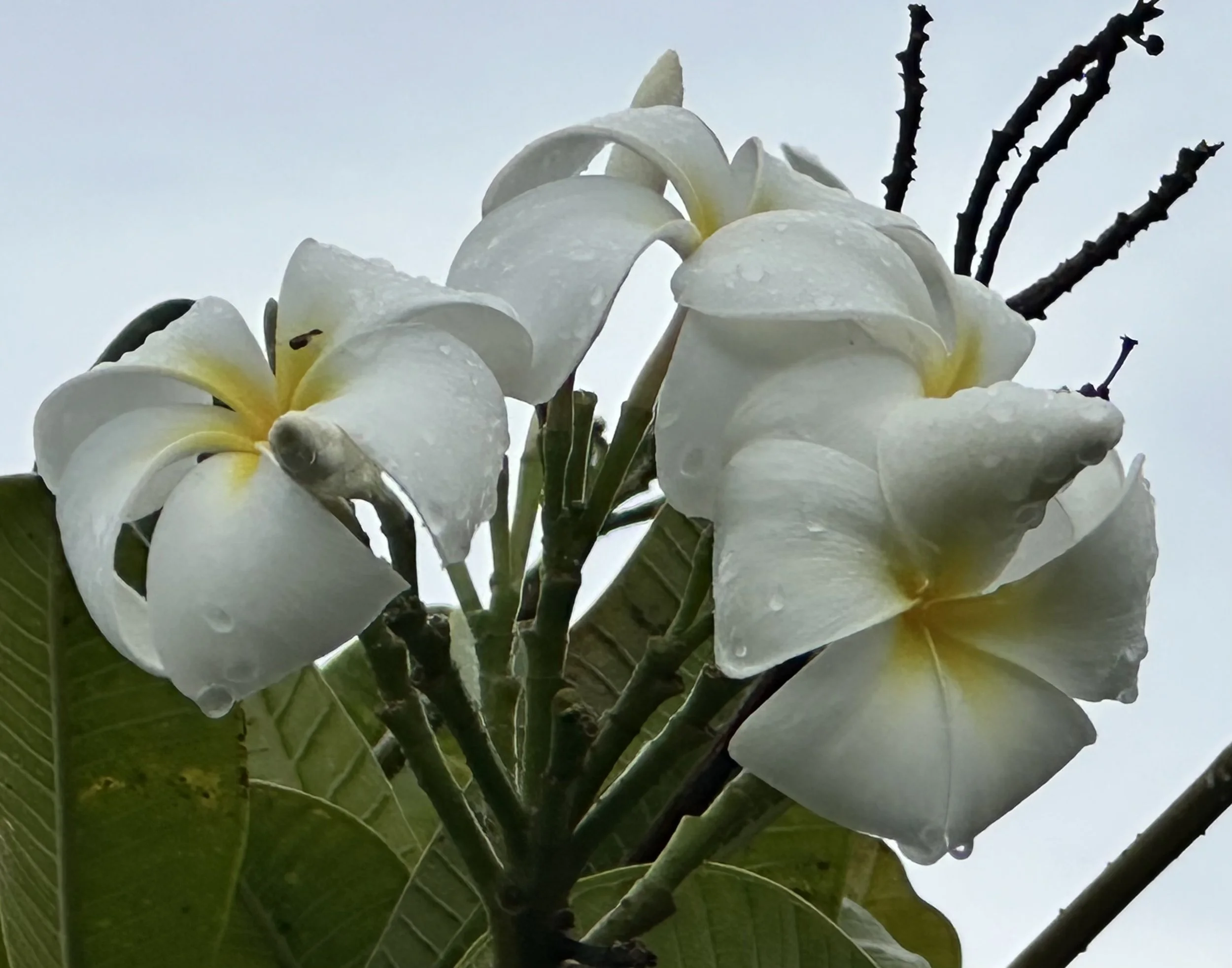 IMG_4165.jpeg