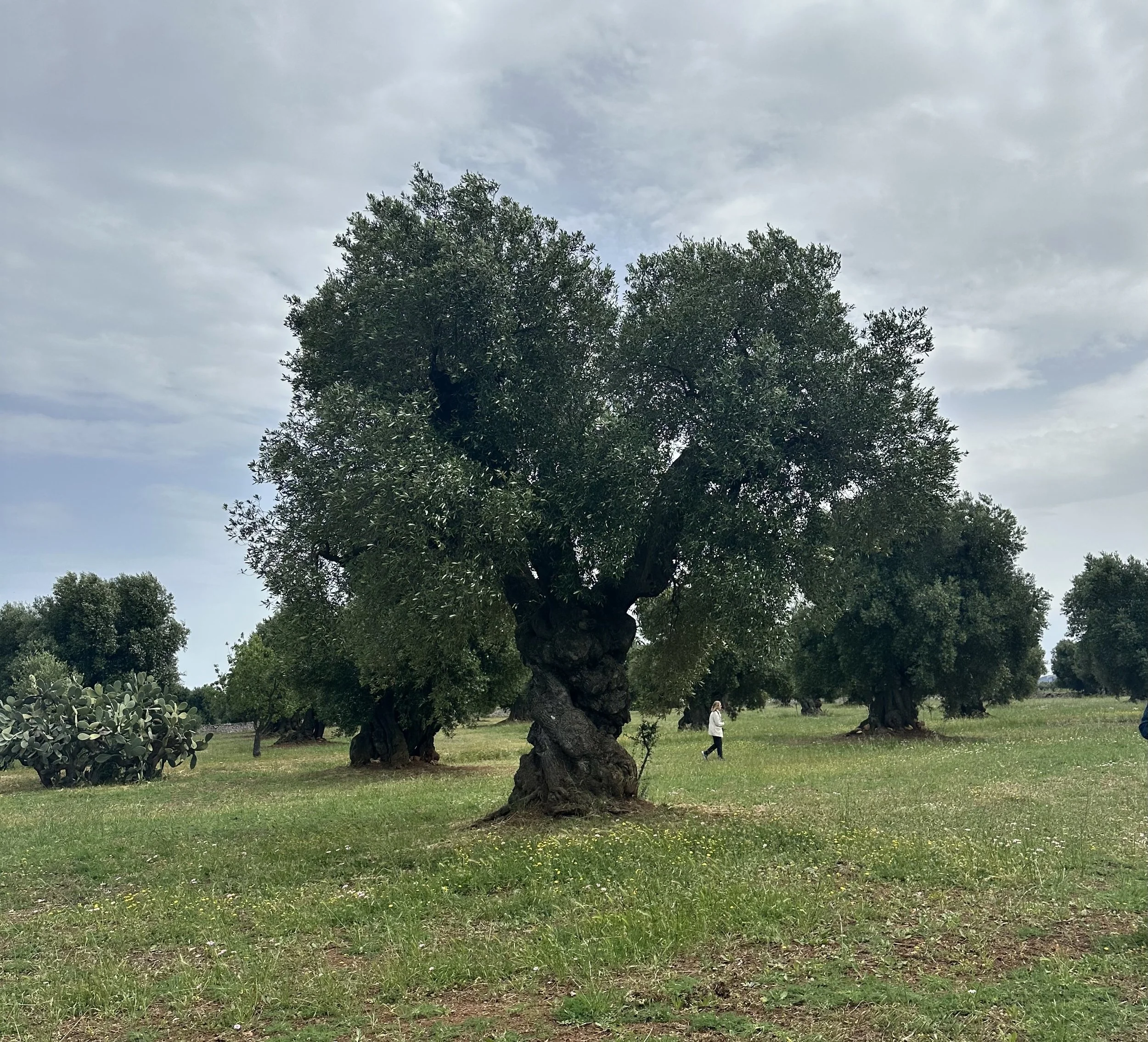 Apothecary of the Ancient Olive Groves