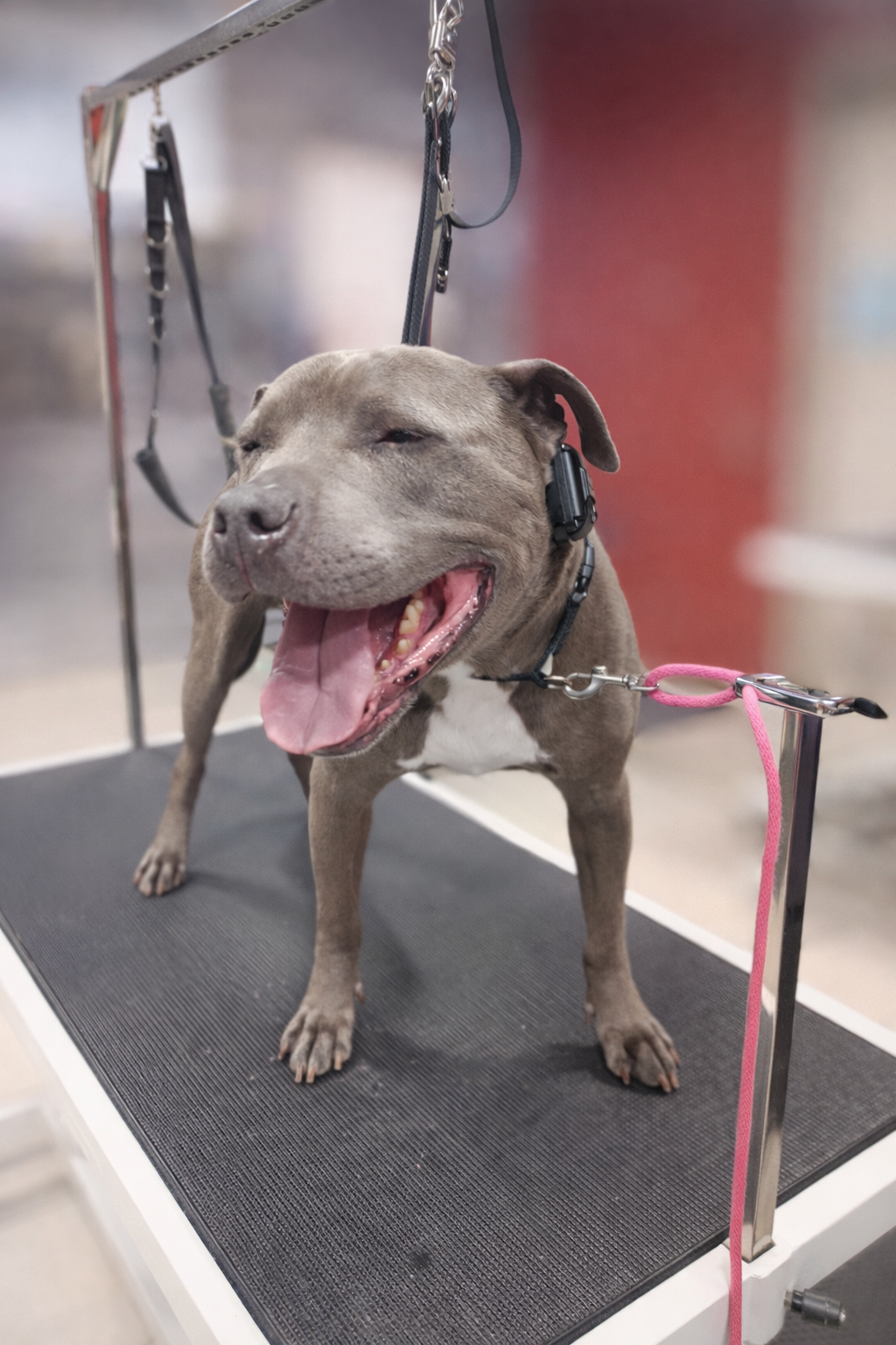 Gray dog with closed eyes and open mouth standing on a grooming table, attached to a grooming arm with a pink leash.