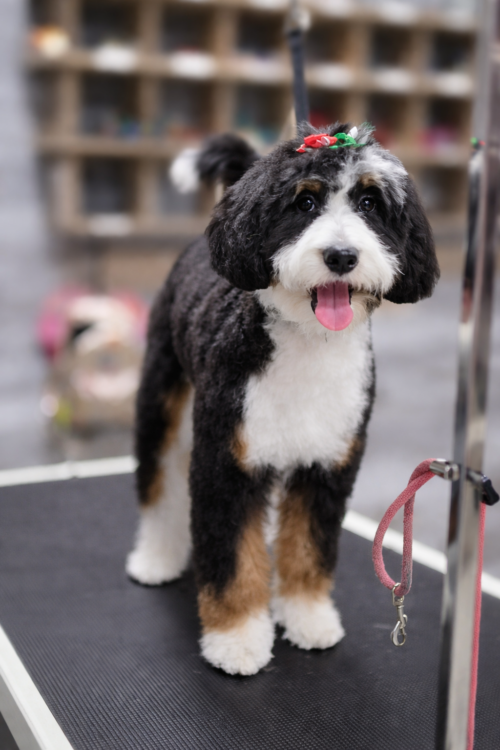A cute black, white, and tan puppy standing on a grooming table, wearing a holiday decoration on its head, in a pet grooming or vet clinic setting.