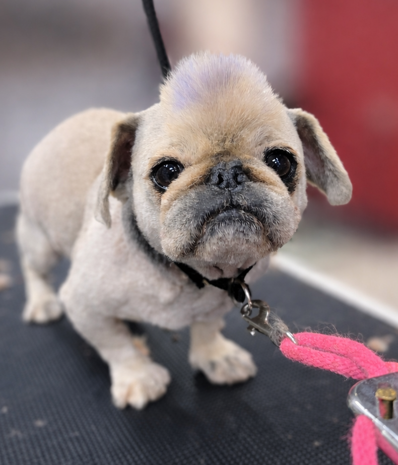 A small, light-colored French Bulldog puppy with a wrinkled face and big, dark eyes, wearing a collar and leash, standing on a grooming table.