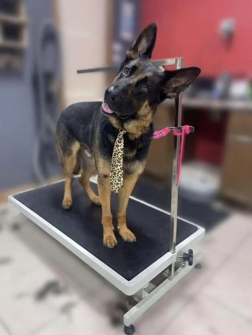 A black and tan dog standing on a grooming table, with its head tilted to the side.