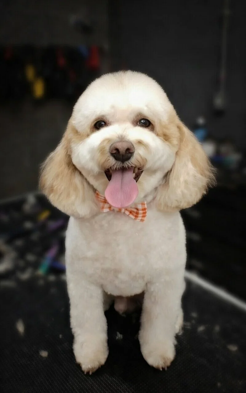 A cute, fluffy beige dog with a happy expression and pink tongue hanging out, wearing an orange and white checkered bow tie.