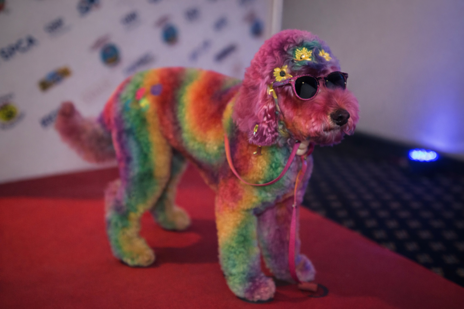 A small dog dressed in rainbow-colored fuzzy costume, wearing black sunglasses and a headpiece with yellow flowers.