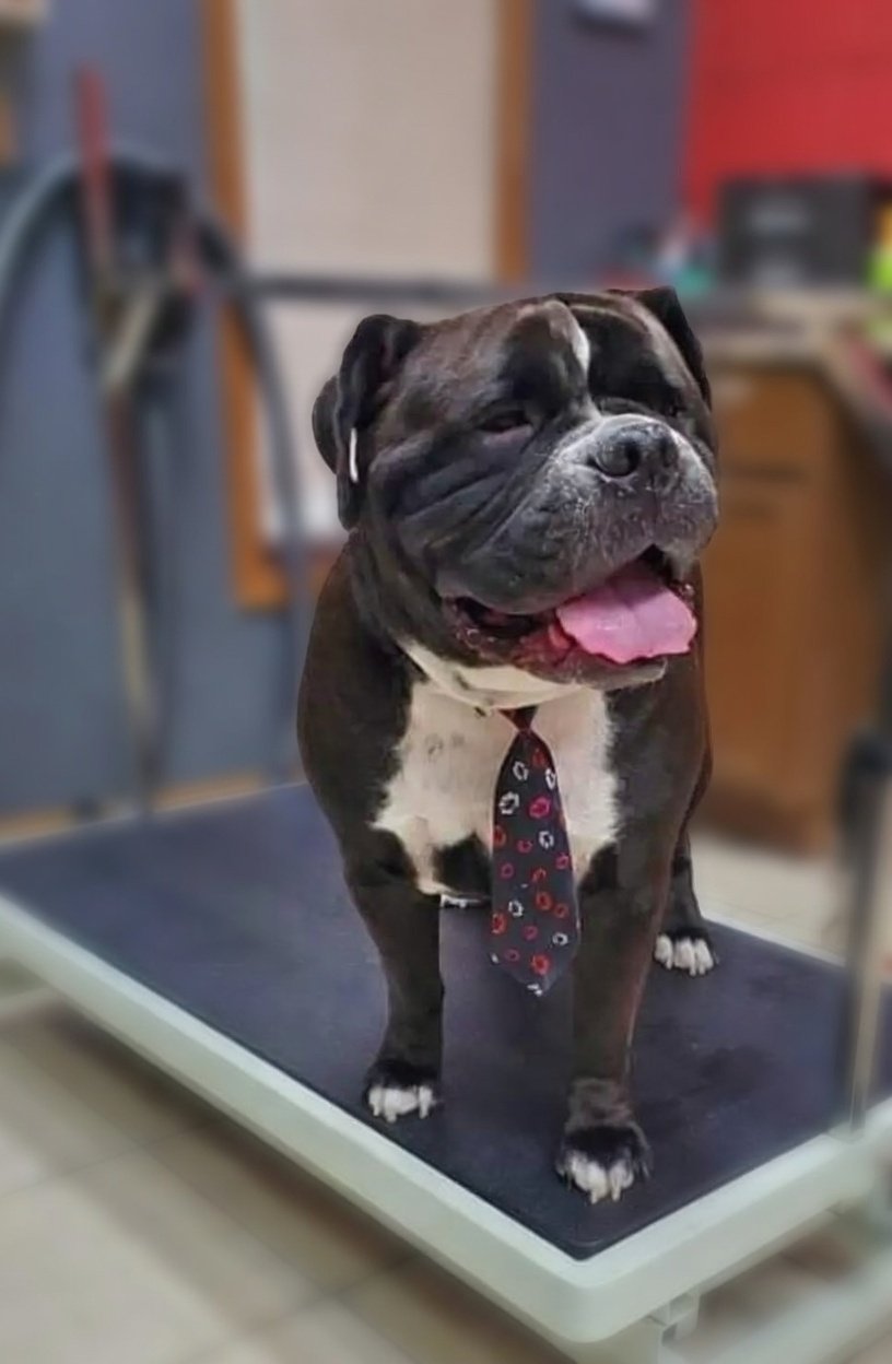 A happy brindle and white bulldog wearing a decorative tie, standing on a grooming table in a pet grooming salon.