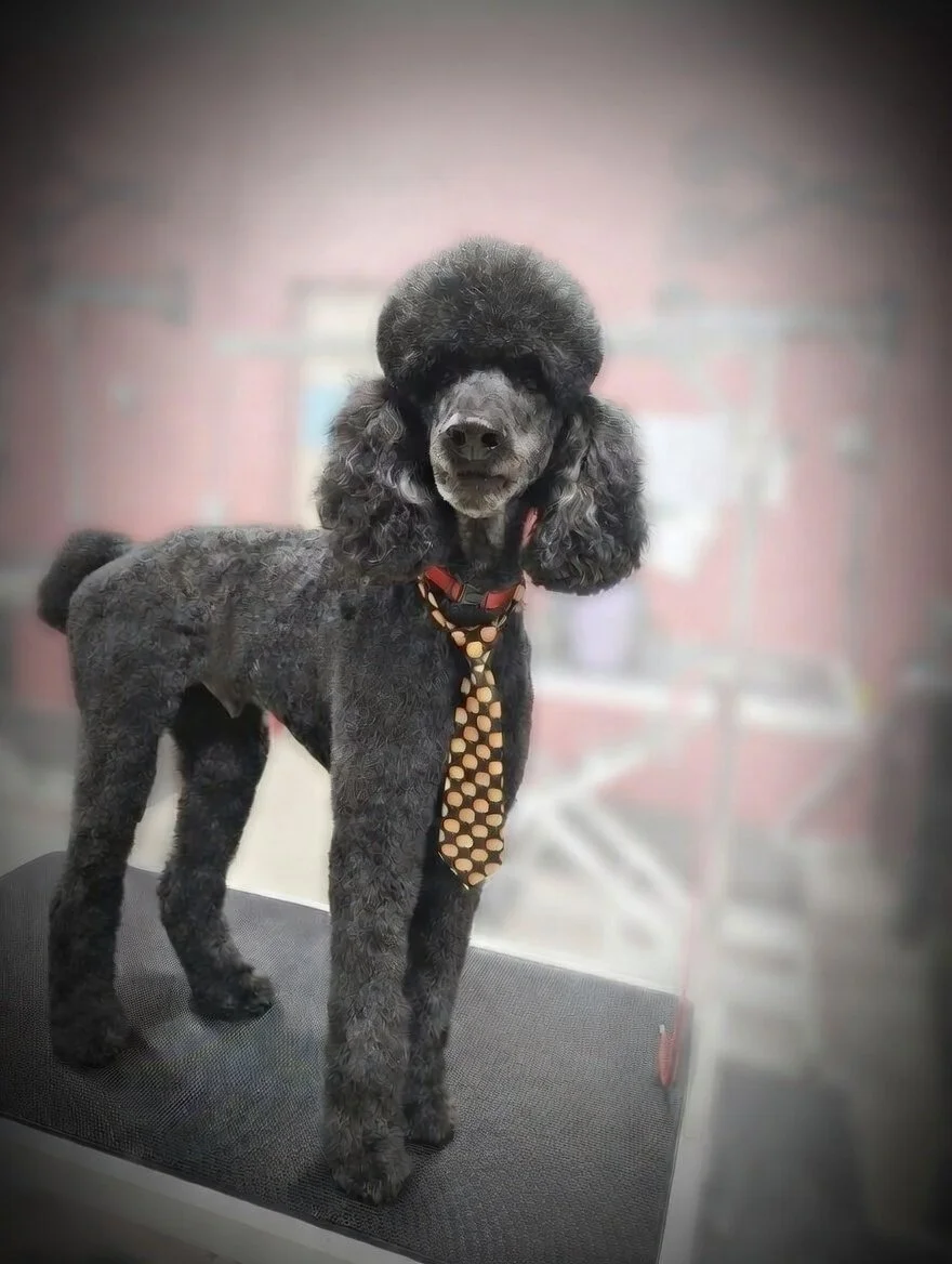 A black poodle dog with a curly coat stands on a grooming table, wearing a patterned tie and a collar, with a blurred background.
