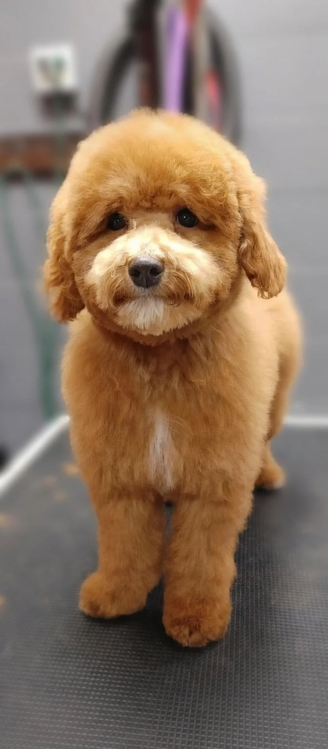 Cute brown poodle puppy with fluffy fur in a grooming salon.