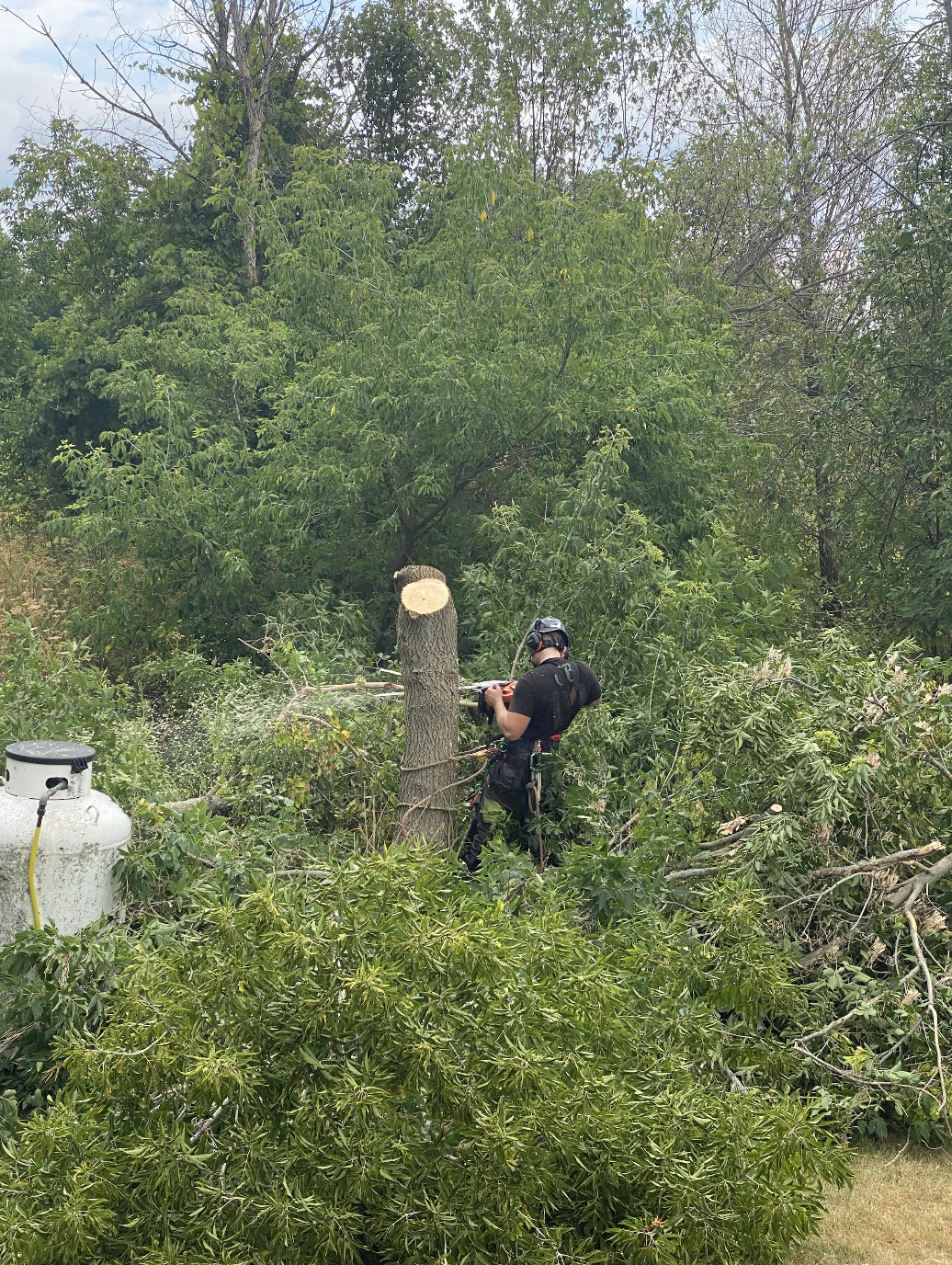 Tree trimming, Pruning & removal