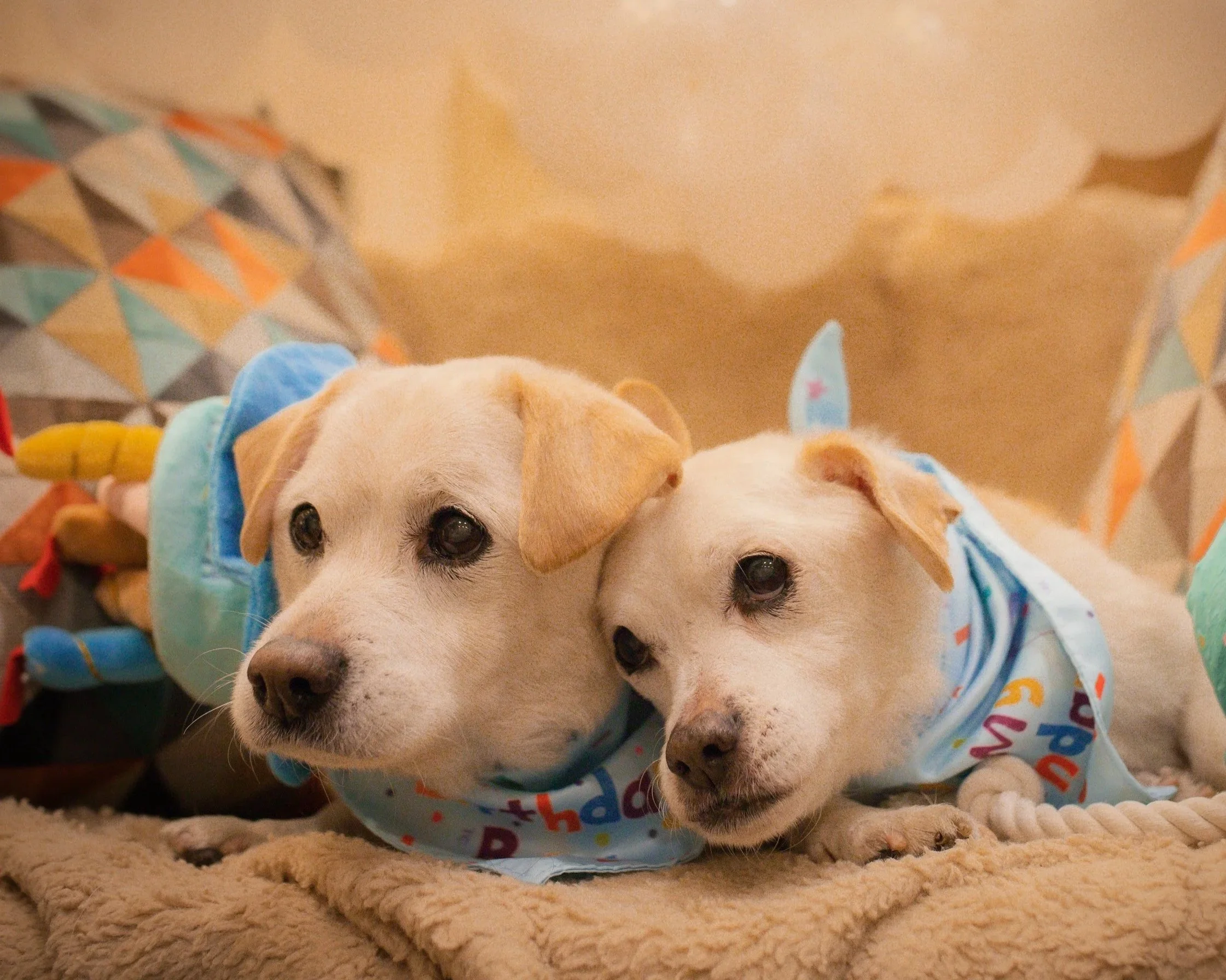 buddy+milo+bday.jpg