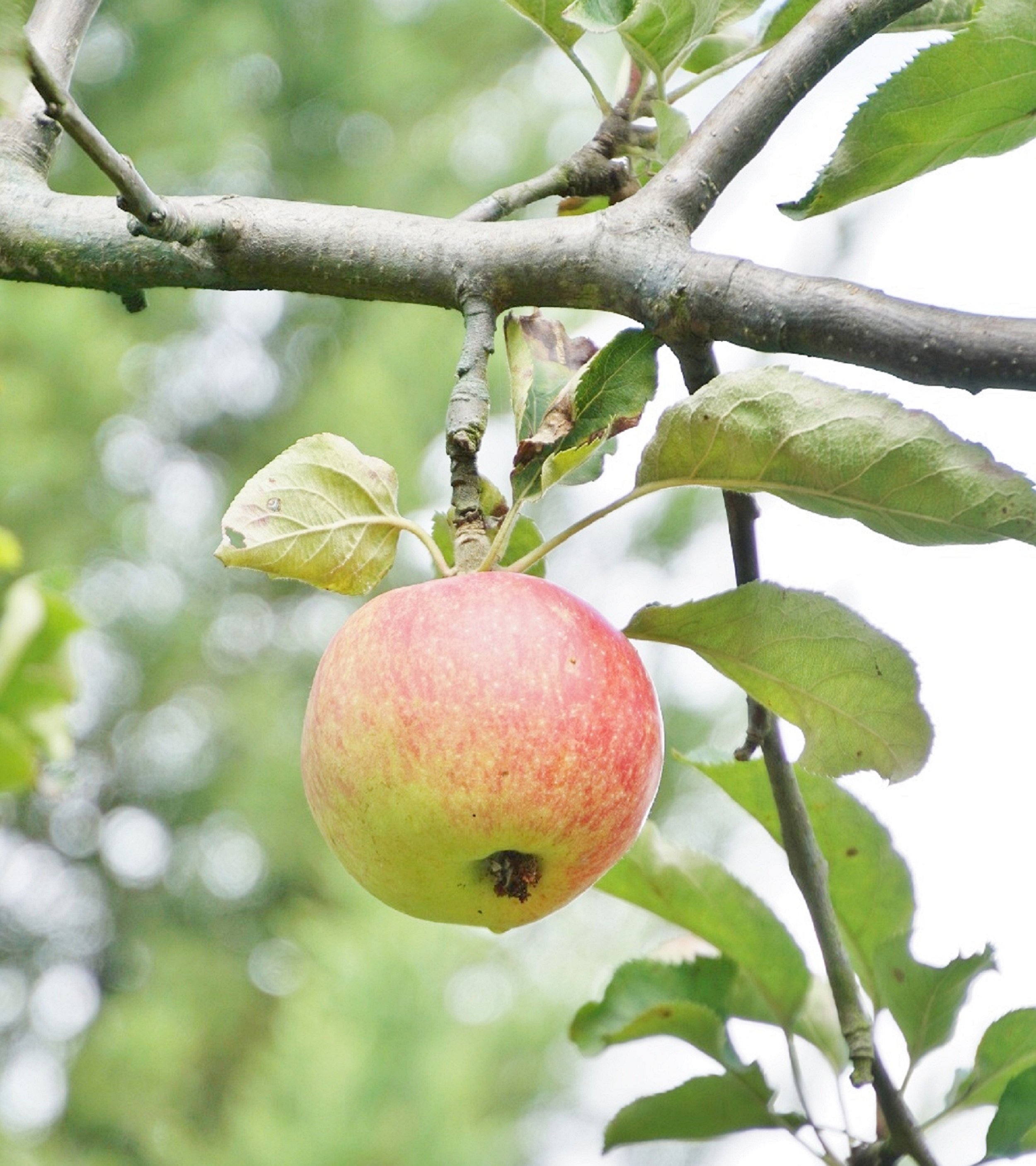 9th Annual Apple Valley Art Show
