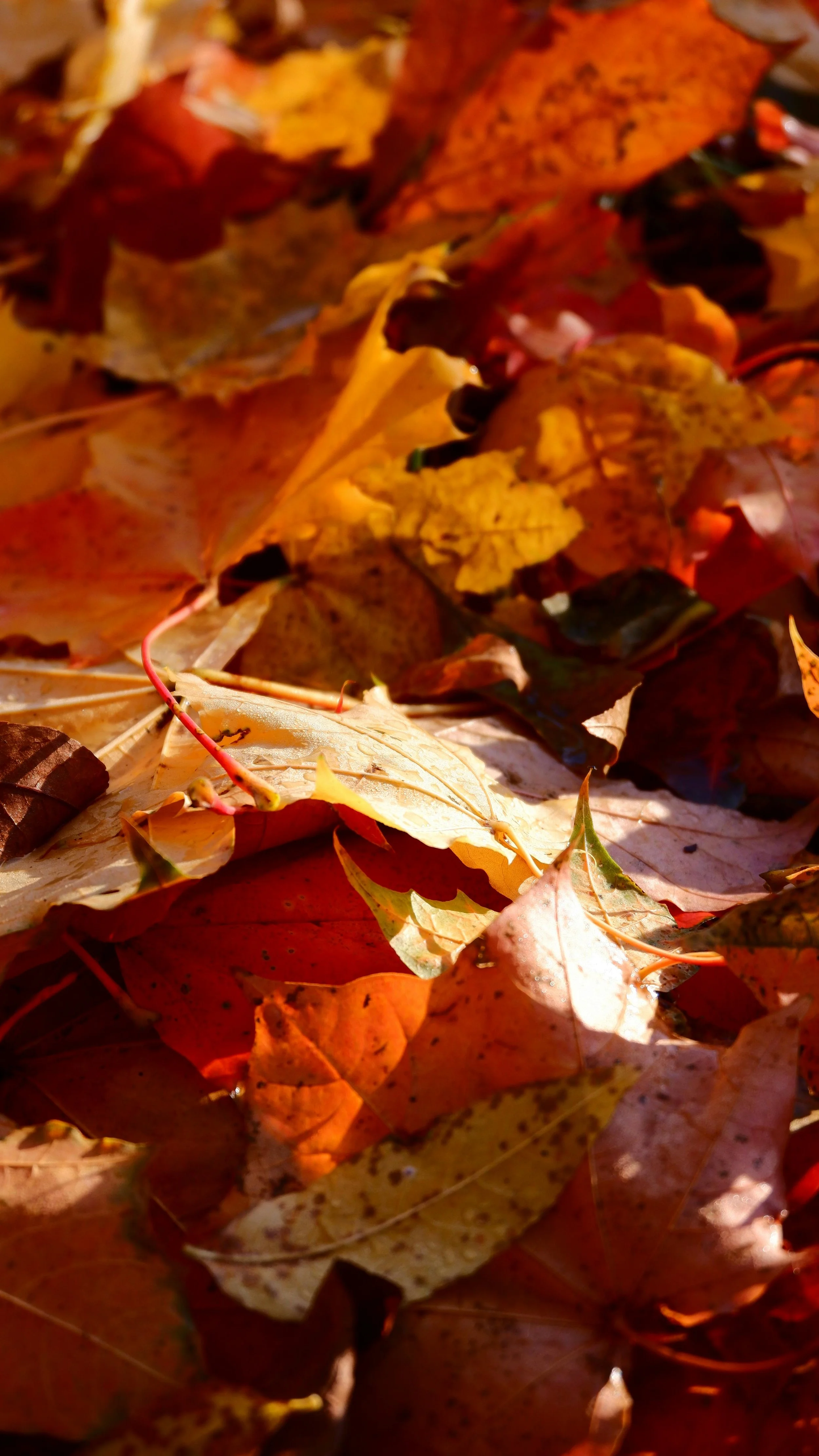 5th Annual Artisan Market - Bohn Park