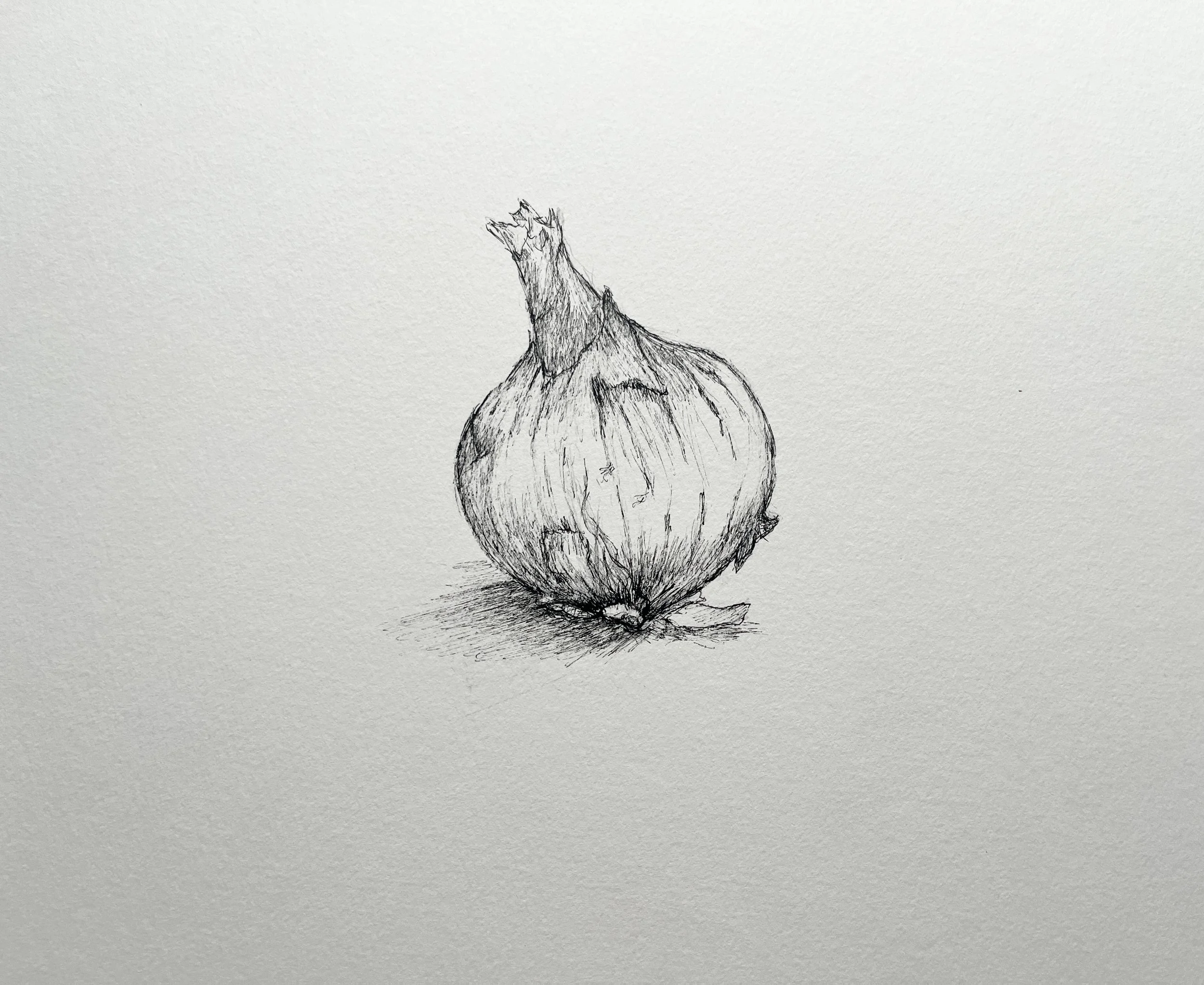 Onion Illustration 1.jpg