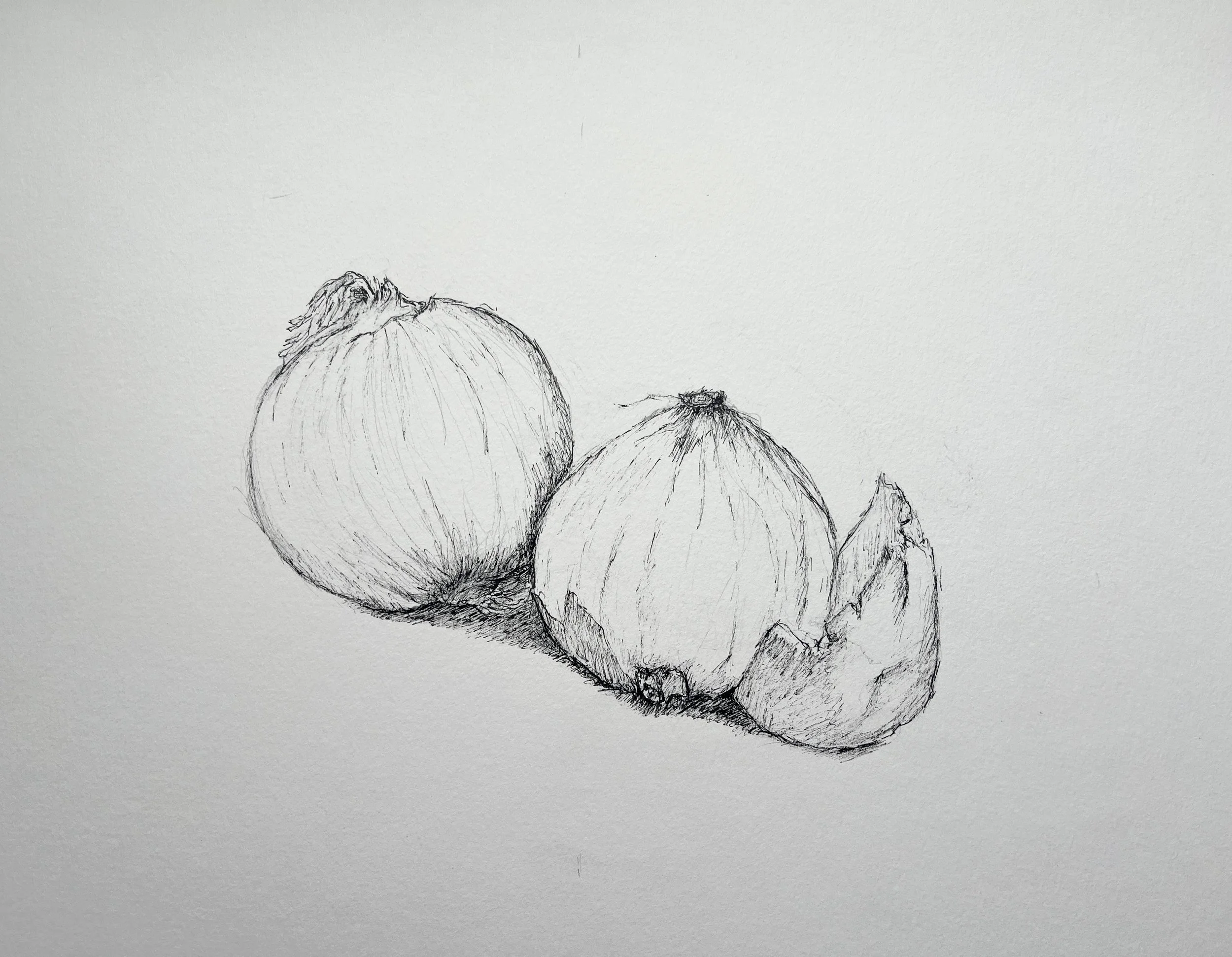 Onion illustration 2.jpg