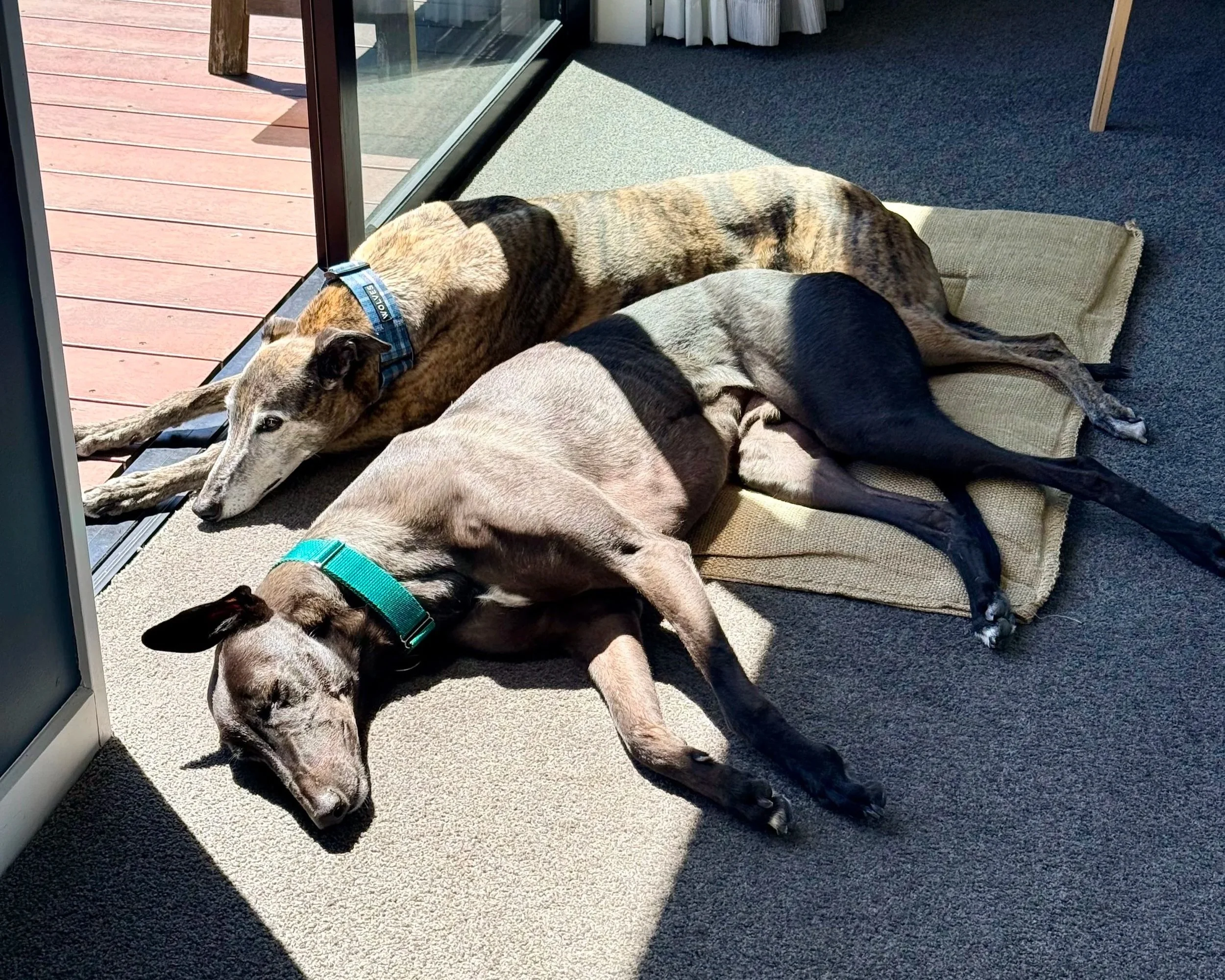 Three dogs resting on a carpeted floor near a sliding glass door, with sunlight streaming in.