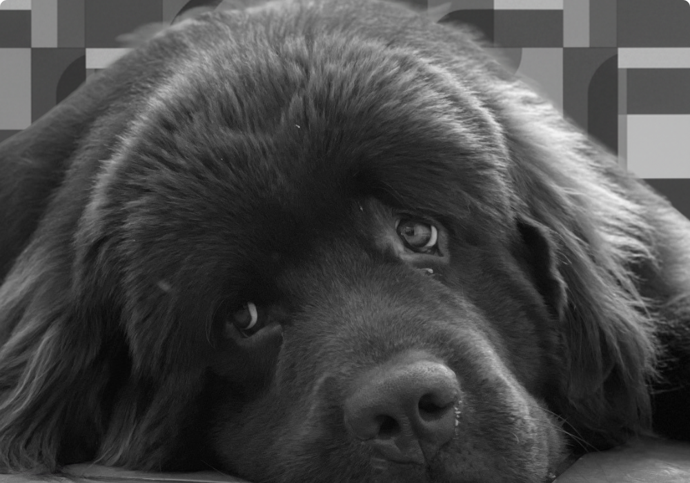 Close-up of a large black Newfoundland dog lying with head resting on the floor, looking sad in black and white.