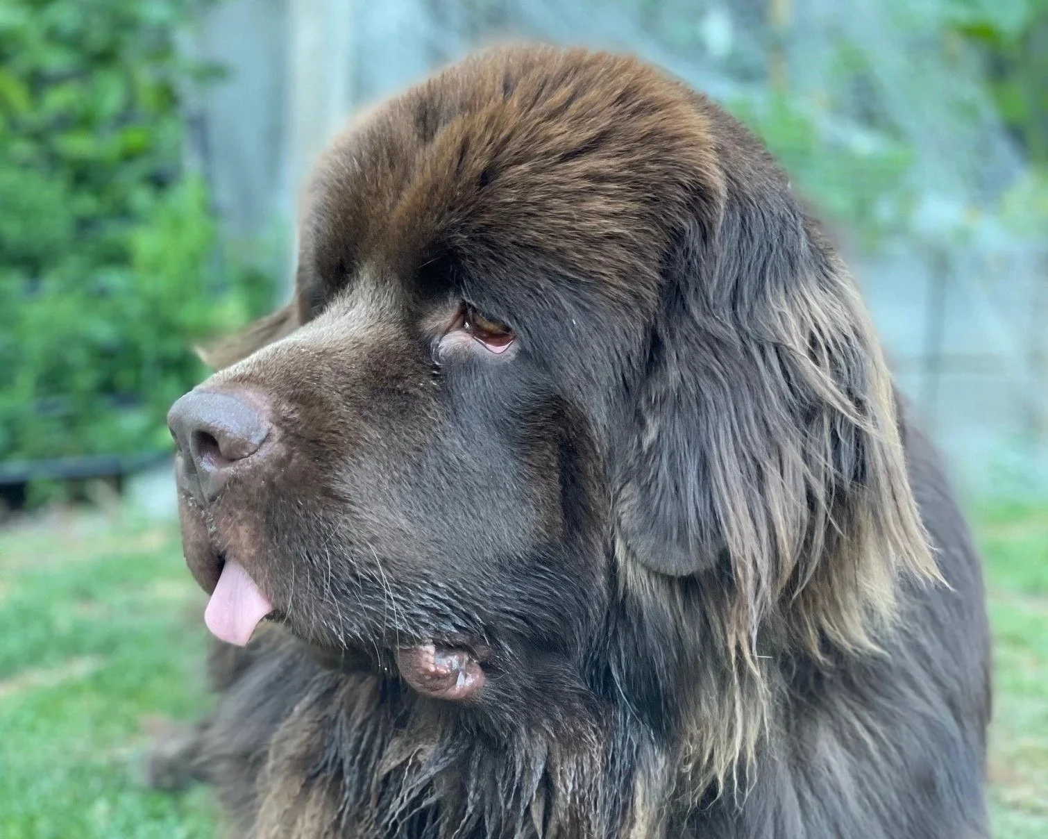A large brown and black dog with long fur, wet nose, and tongue sticking out, outdoors with greenery in the background.