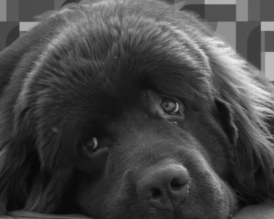 Close-up black and white photo of a large dog with sad eyes lying down.