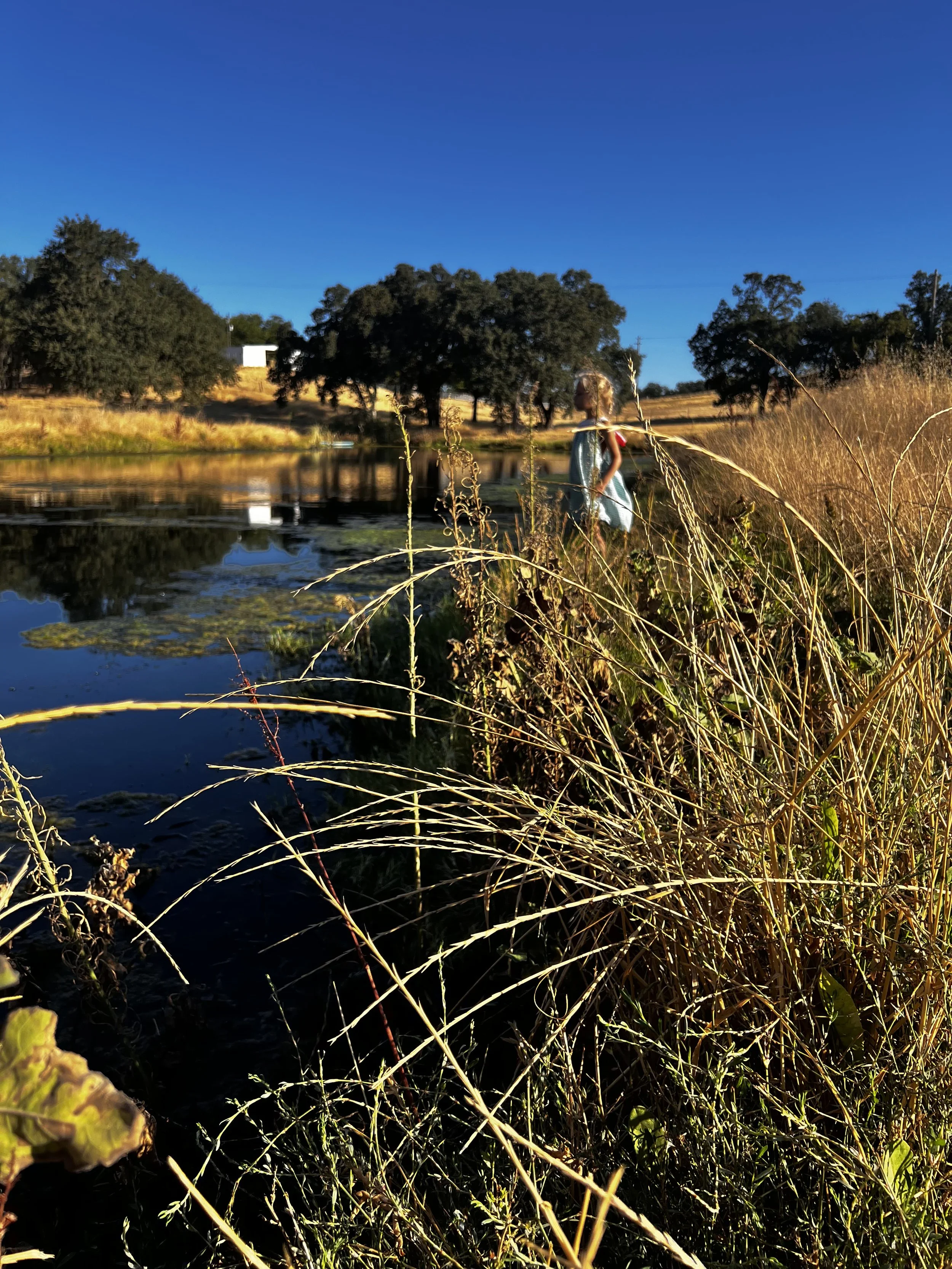 The lakefront next to the pasture