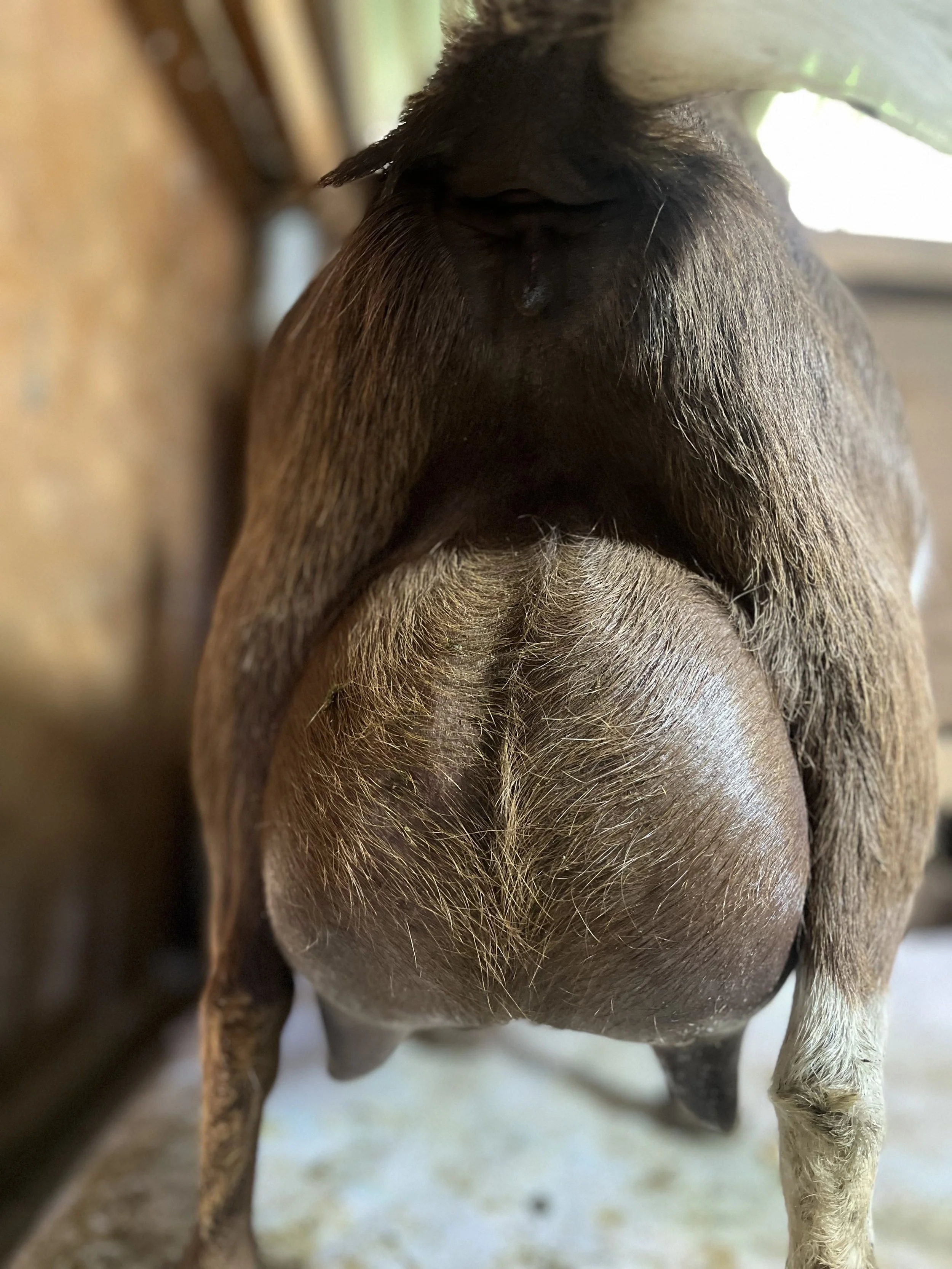 Tootsie, ready to be milked