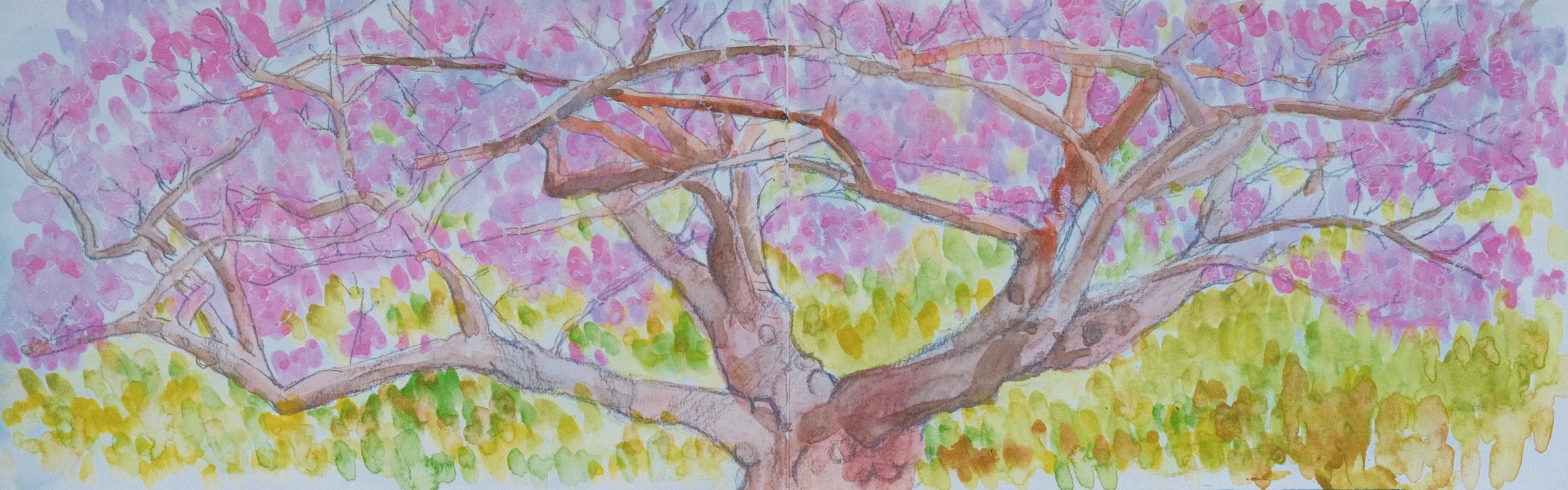 PLEIN AIR - BIG CHERRY BLOSSOM TREE (2025), 16.50x5.25, watercolor