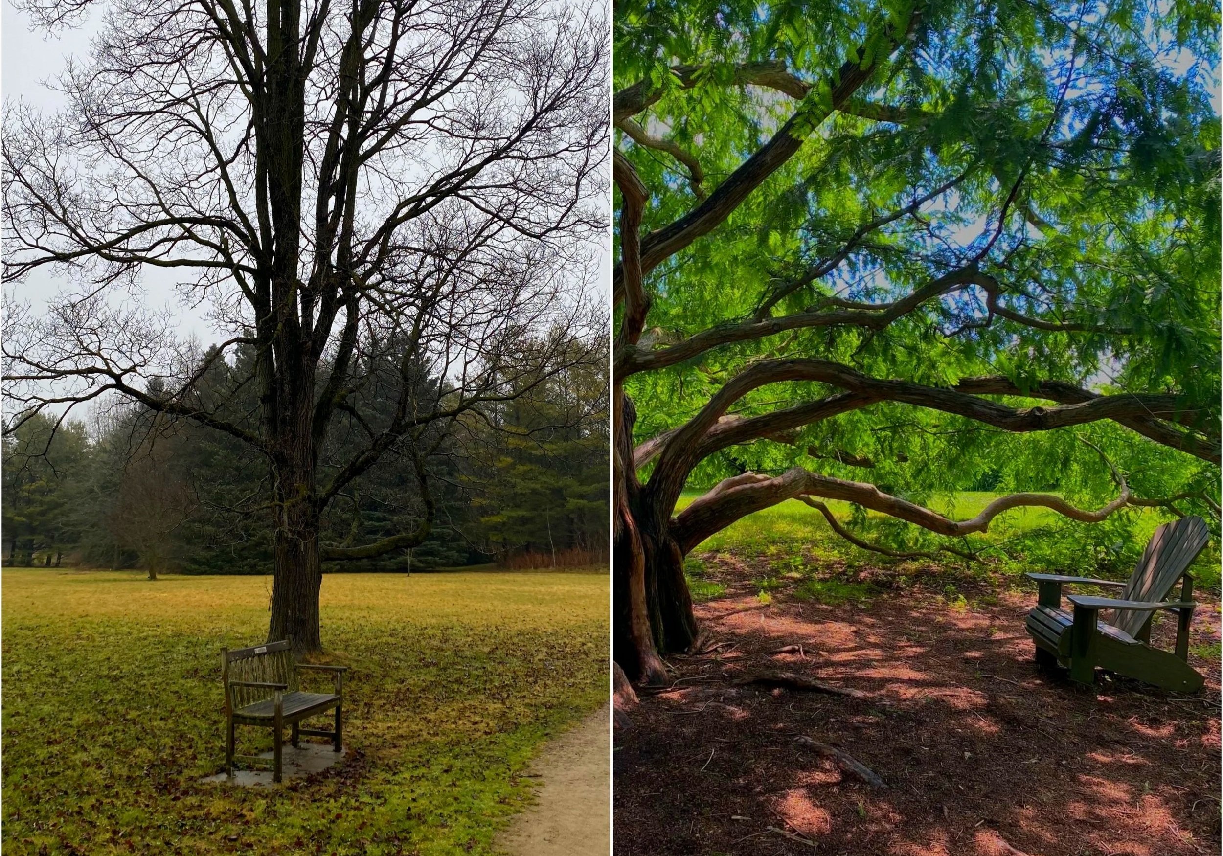 Comparison of two park scenes: the left shows a leafless tree in a park during fall or winter with benches and a cloudy sky, while the right shows a lush green tree in a park during summer with sunlight, benches, and a wooden walkway.