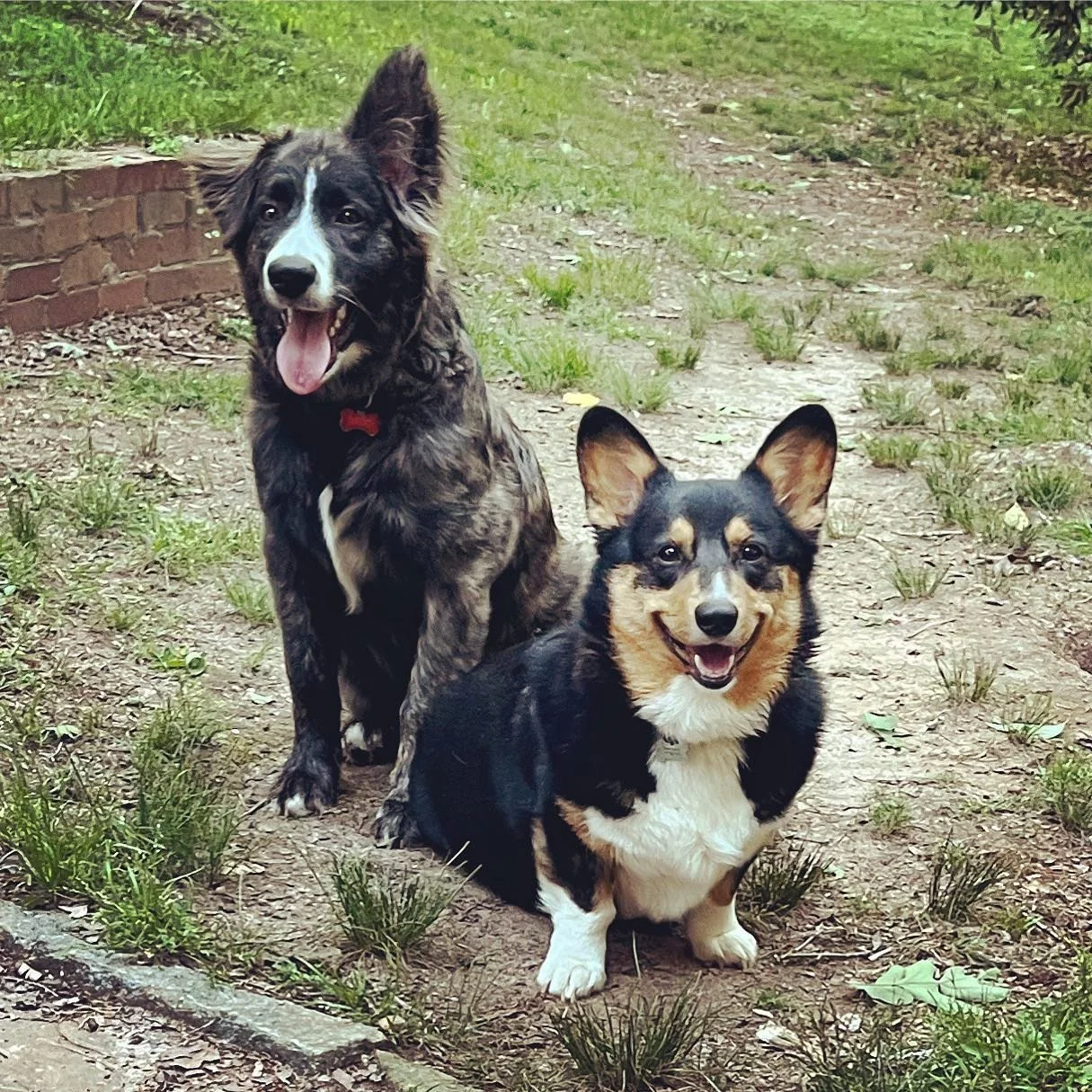 Pet Waste Removal