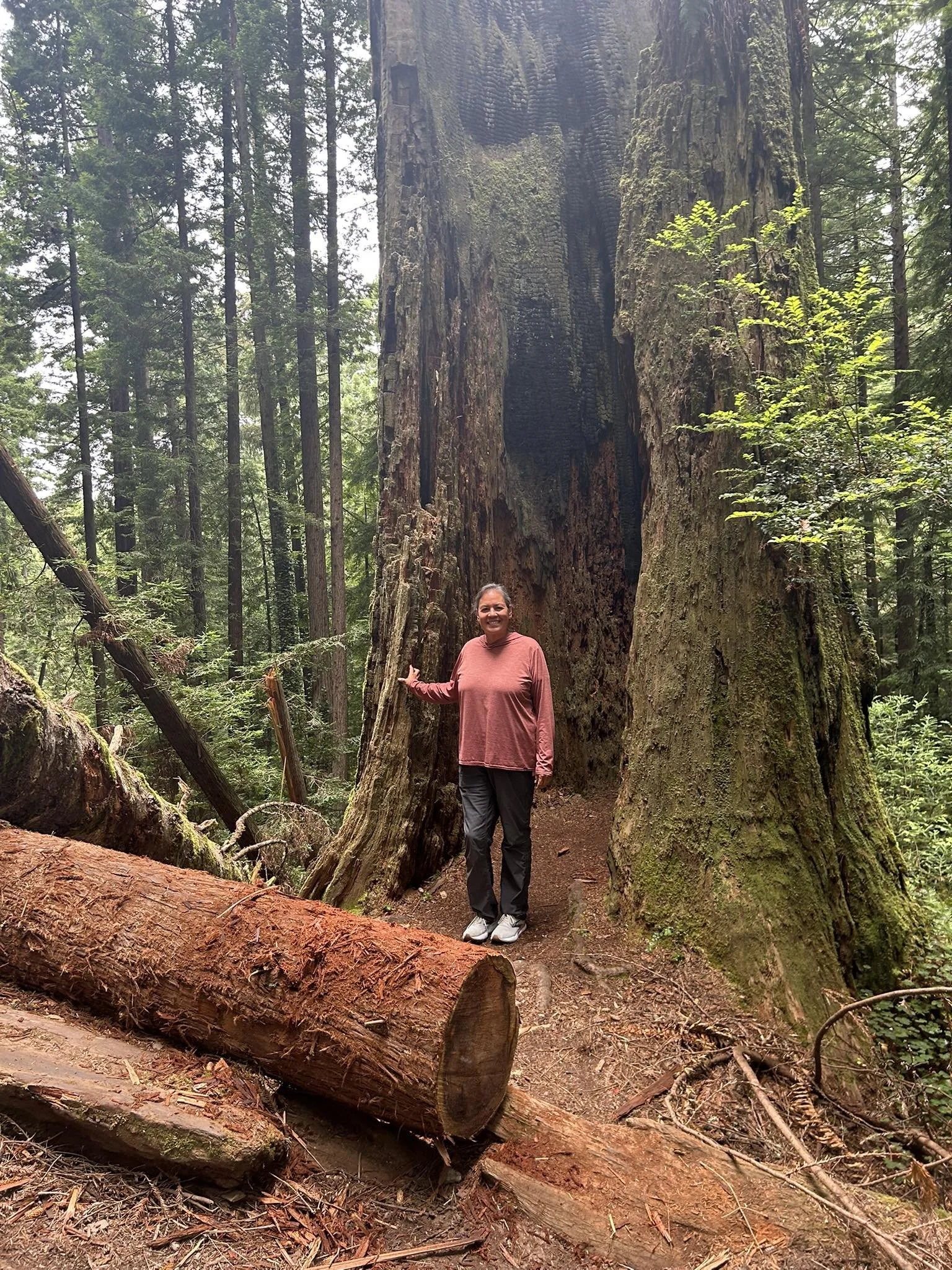 A woman standing on a trail in a dense forest, touching a large, fallen tree trunk. Behind her is an enormous, tall tree with thick bark, surrounded by green foliage and trees.