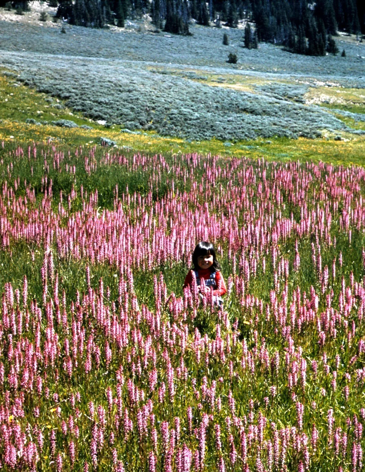 A young girl with dark hair and a red long-sleeve shirt stands in a field of pink flowers. In the background, there are rolling green hills with yellow flowers and a forest of tall trees.