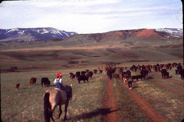 A person riding a horse on a dirt trail through a grassy plain with a herd of cattle, with mountains in the background.