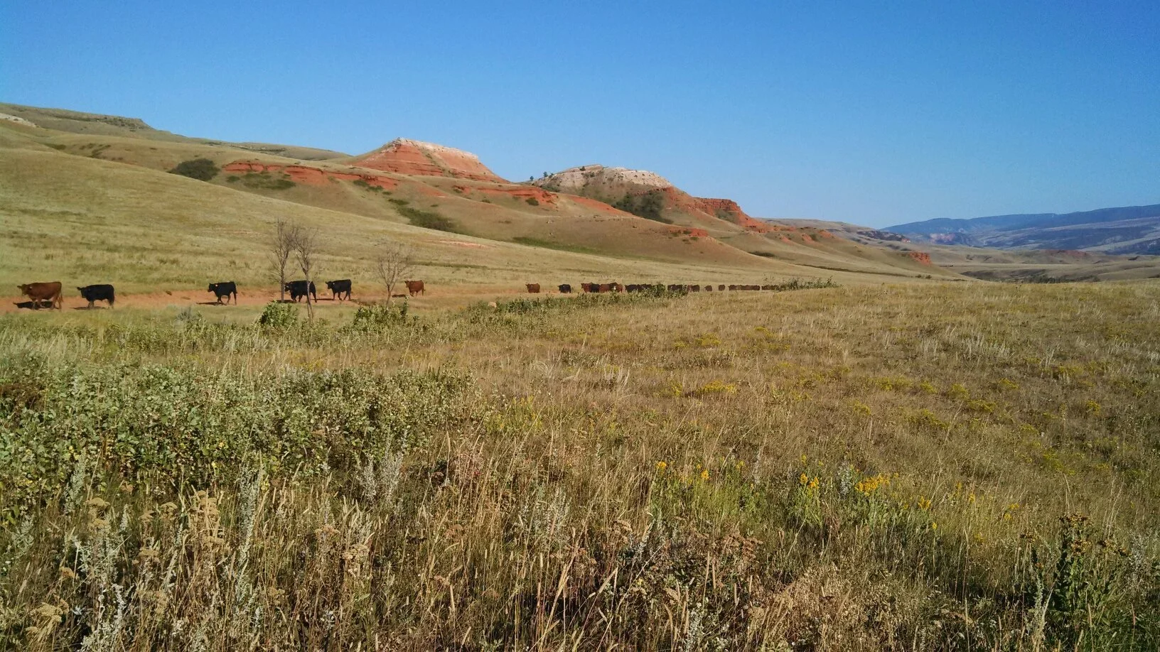 A wide view of a grassy open plain with cattle walking along a dirt path, hills with red and beige layered rock formations in the background, and a clear blue sky above.