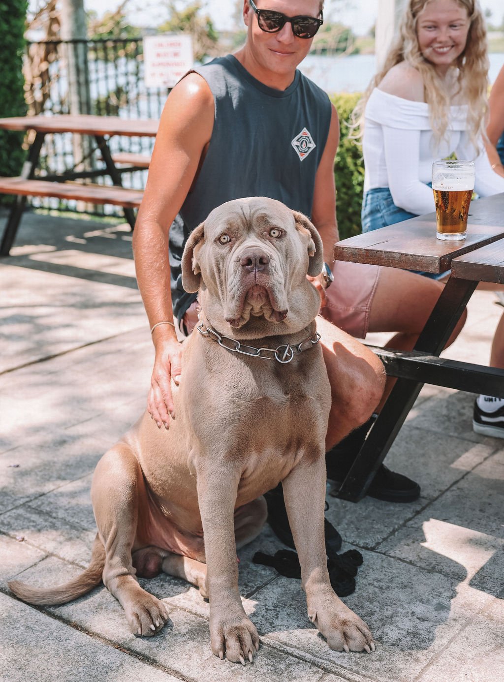 A large, muscular, gray dog with piercing light-colored eyes sitting on a concrete surface. A woman in sunglasses and a sleeveless shirt kneels behind the dog, resting her hand on its side. Two people, including a woman in a white off-shoulder top with long blonde hair and a man with glasses in a sleeveless shirt, are seated at a picnic table with a glass of beer nearby, outdoors on a sunny day.