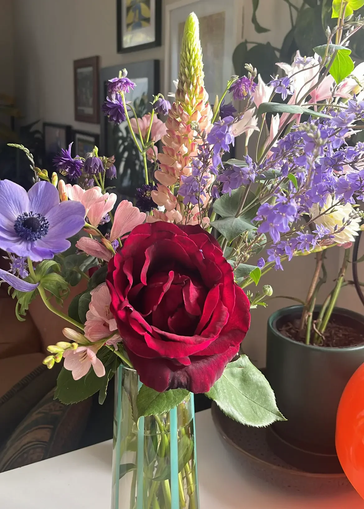 Picture by Luke: A lucky Rose makes it home