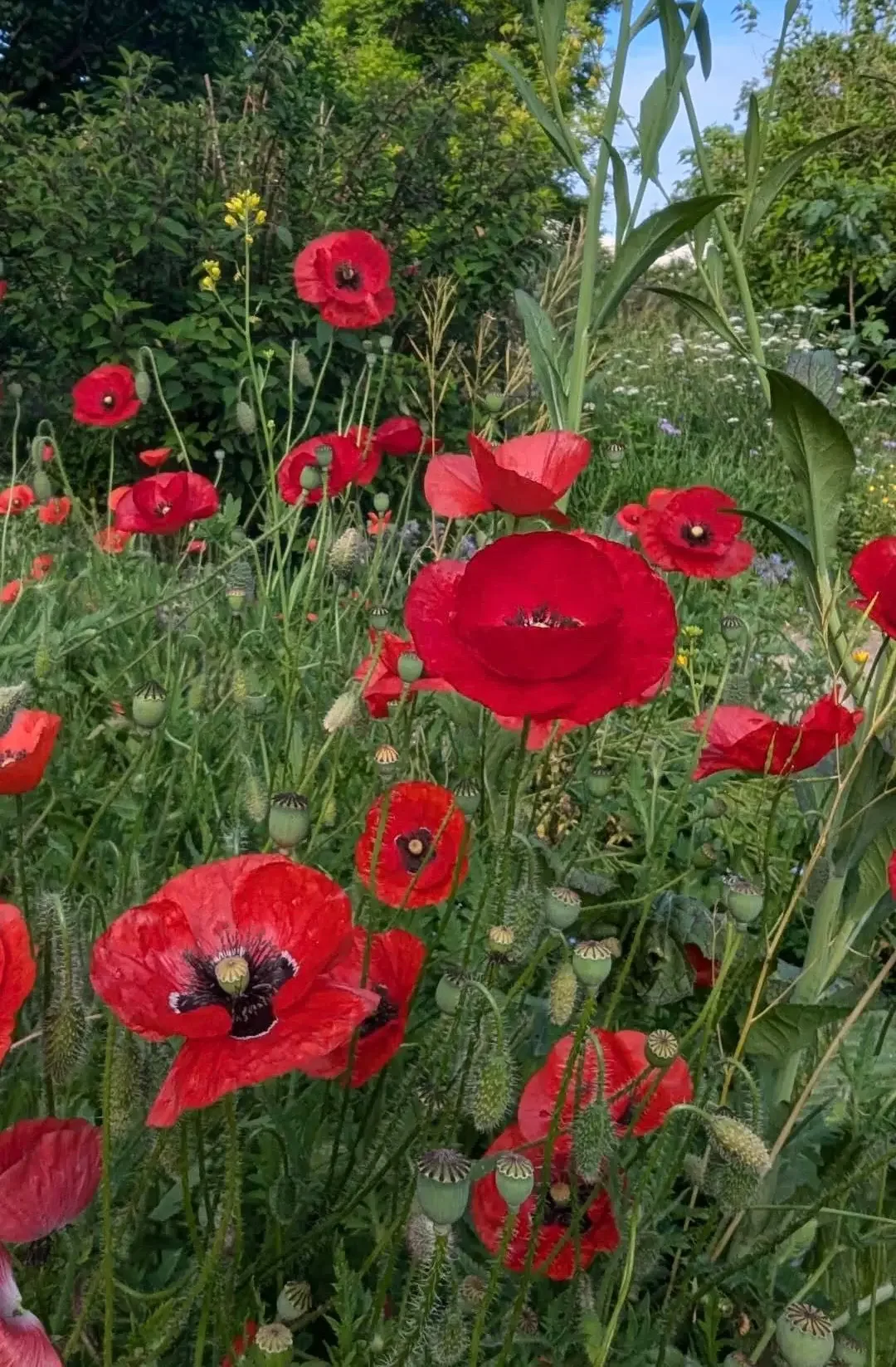 Picture by Luke: A bed of red from early November