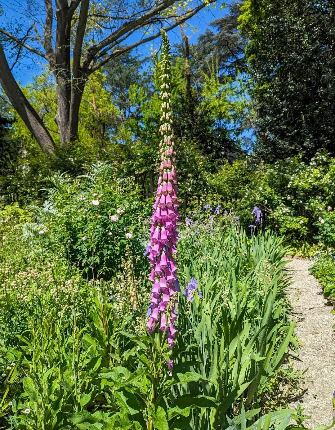 Picture by Luke: Towering purple inflorescence escaping weedy beds