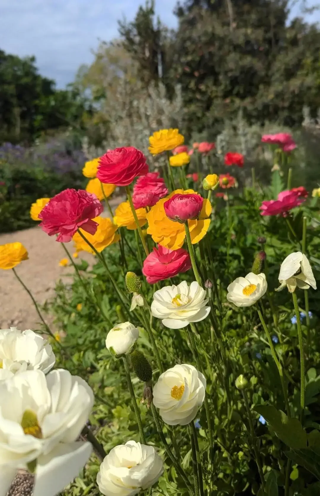 Picture by Luke: Last of the Buttercup bloom, well into summer