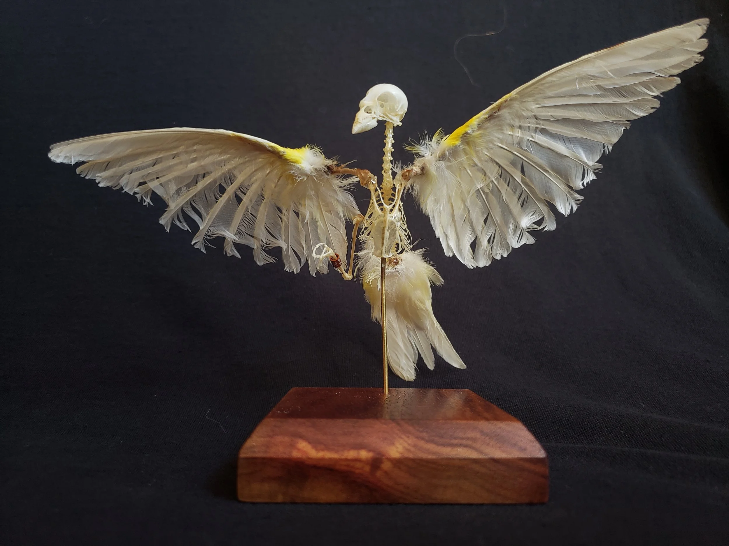Finch skeleton with feathers