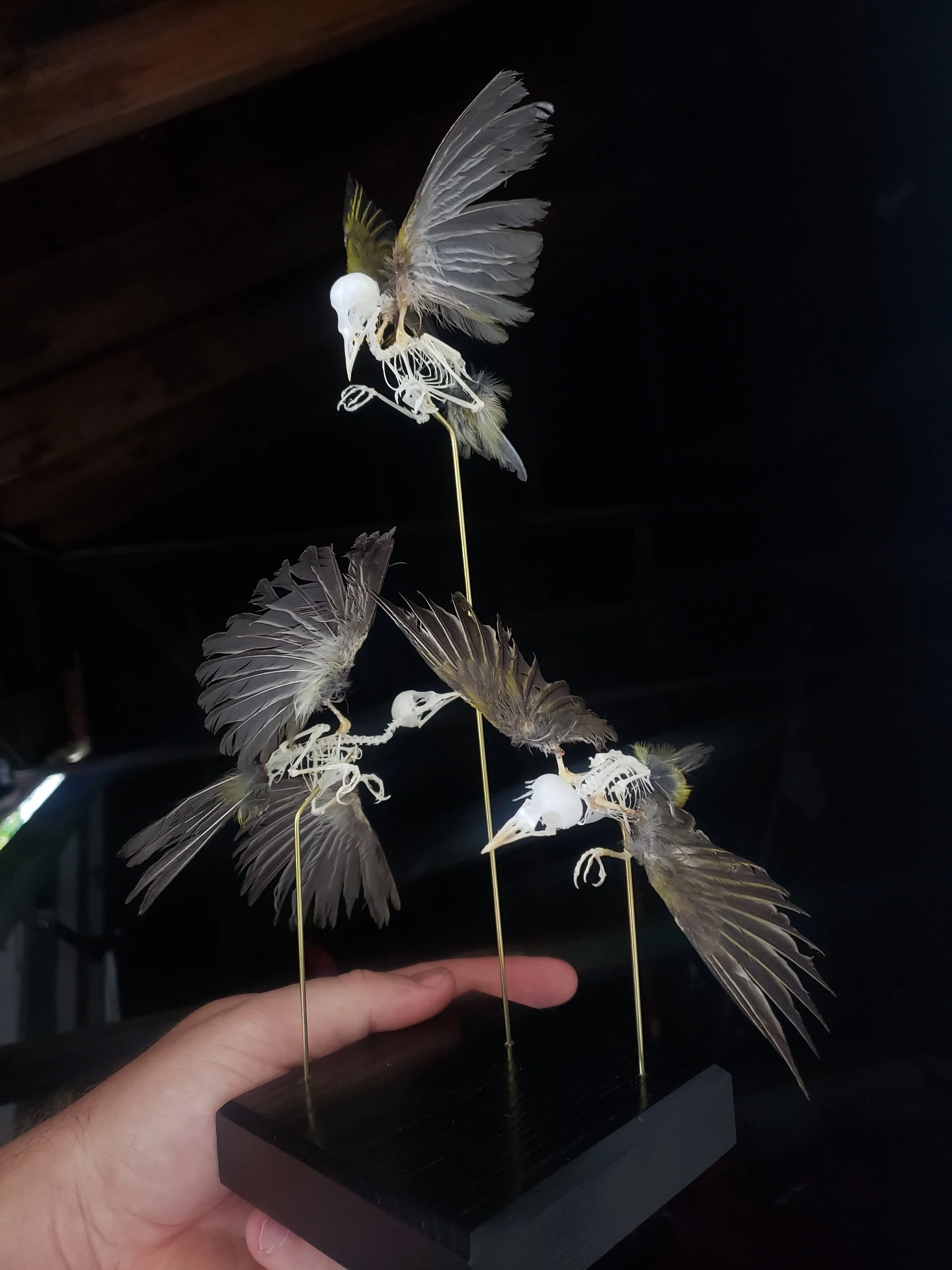 Trio of mountain white-eye skeletons with feathers in flight