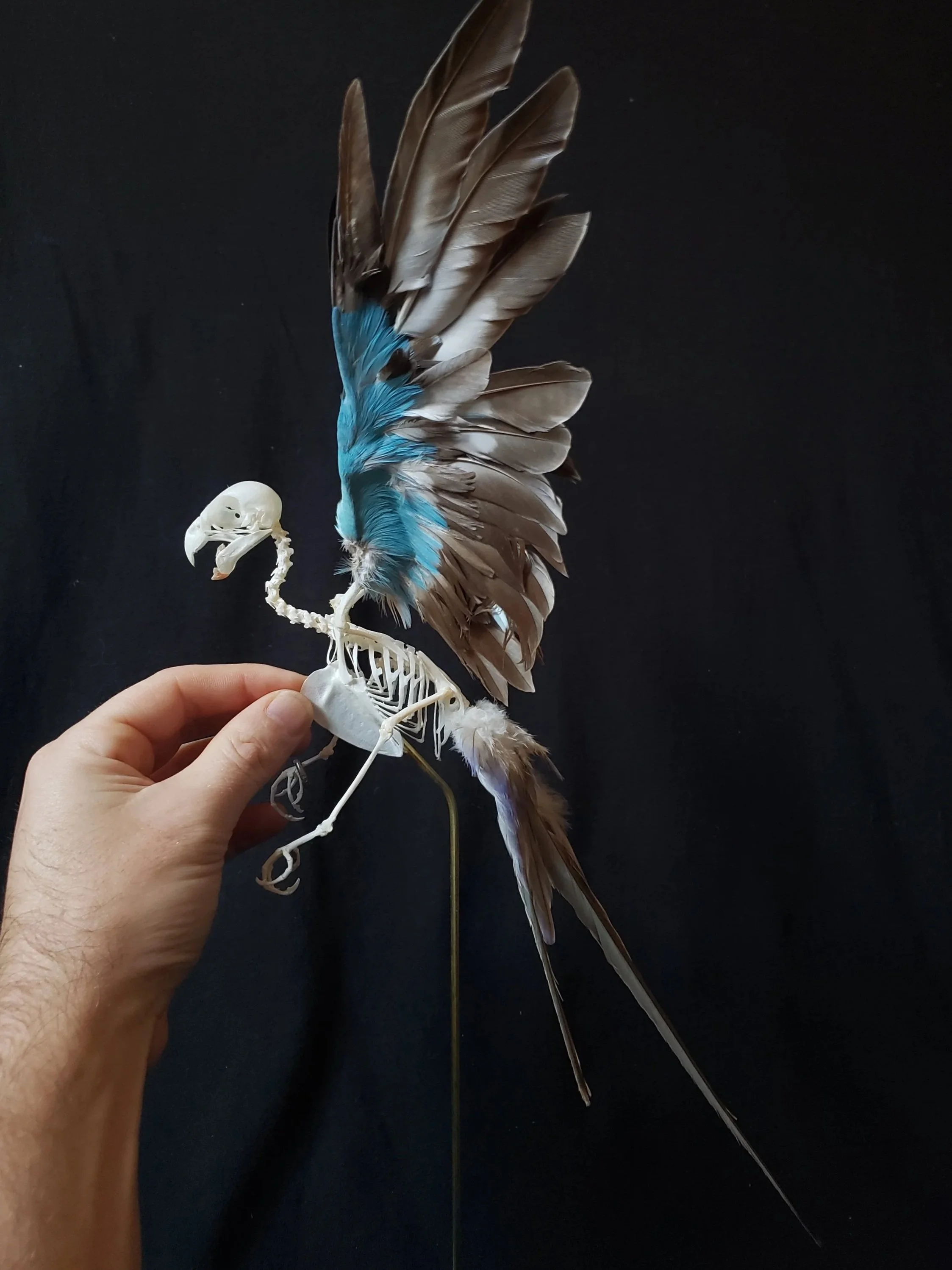 Princess Parakeet in flight