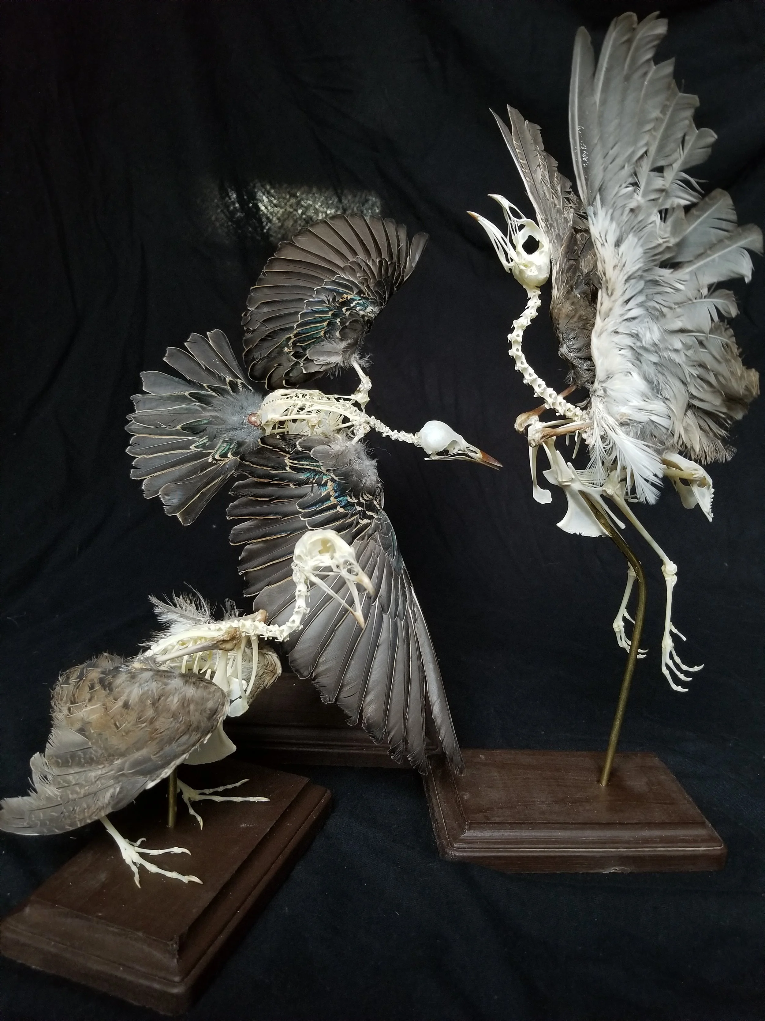 Two Japanese quail articulations with one Europea Starling articulation 